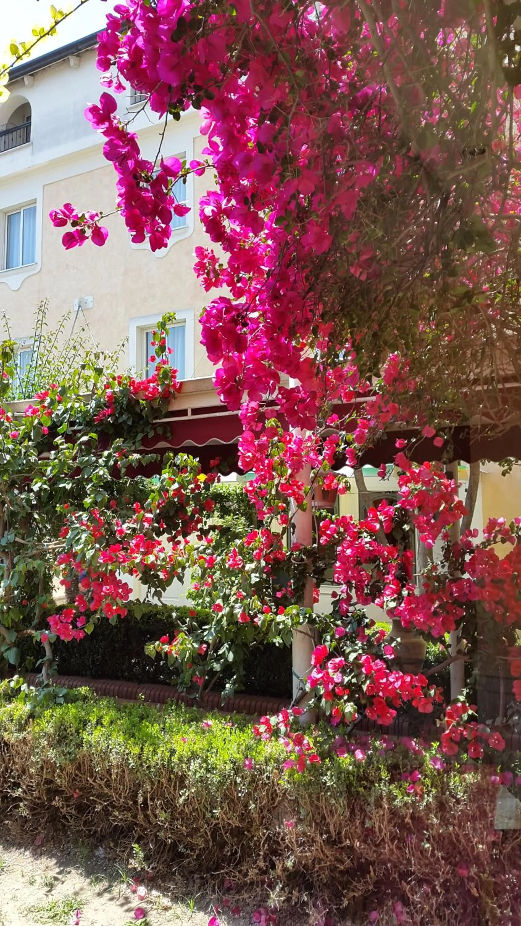Garden in Hotel Mediterraneo