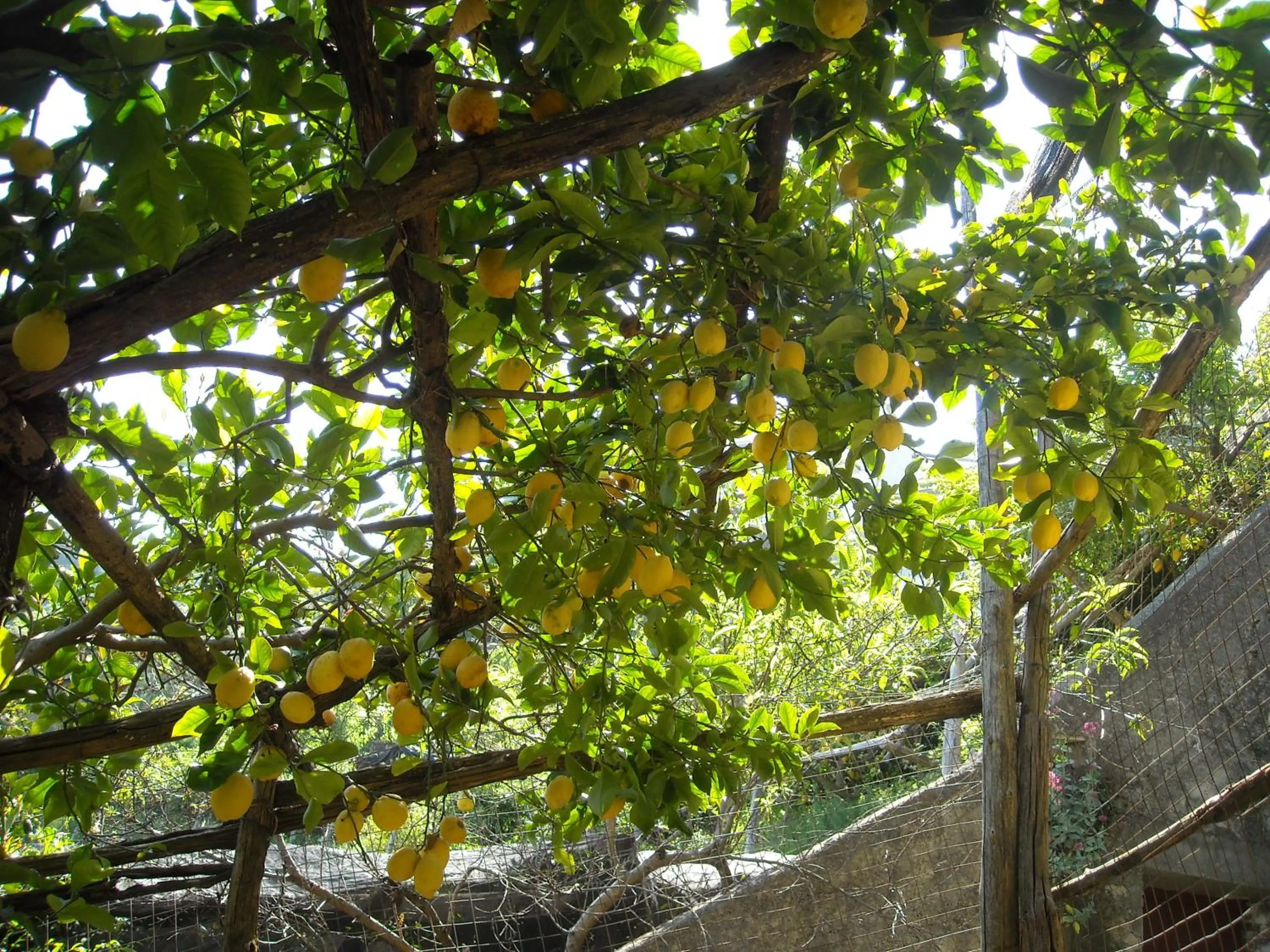 Garden in Il Rifugio del Poeta