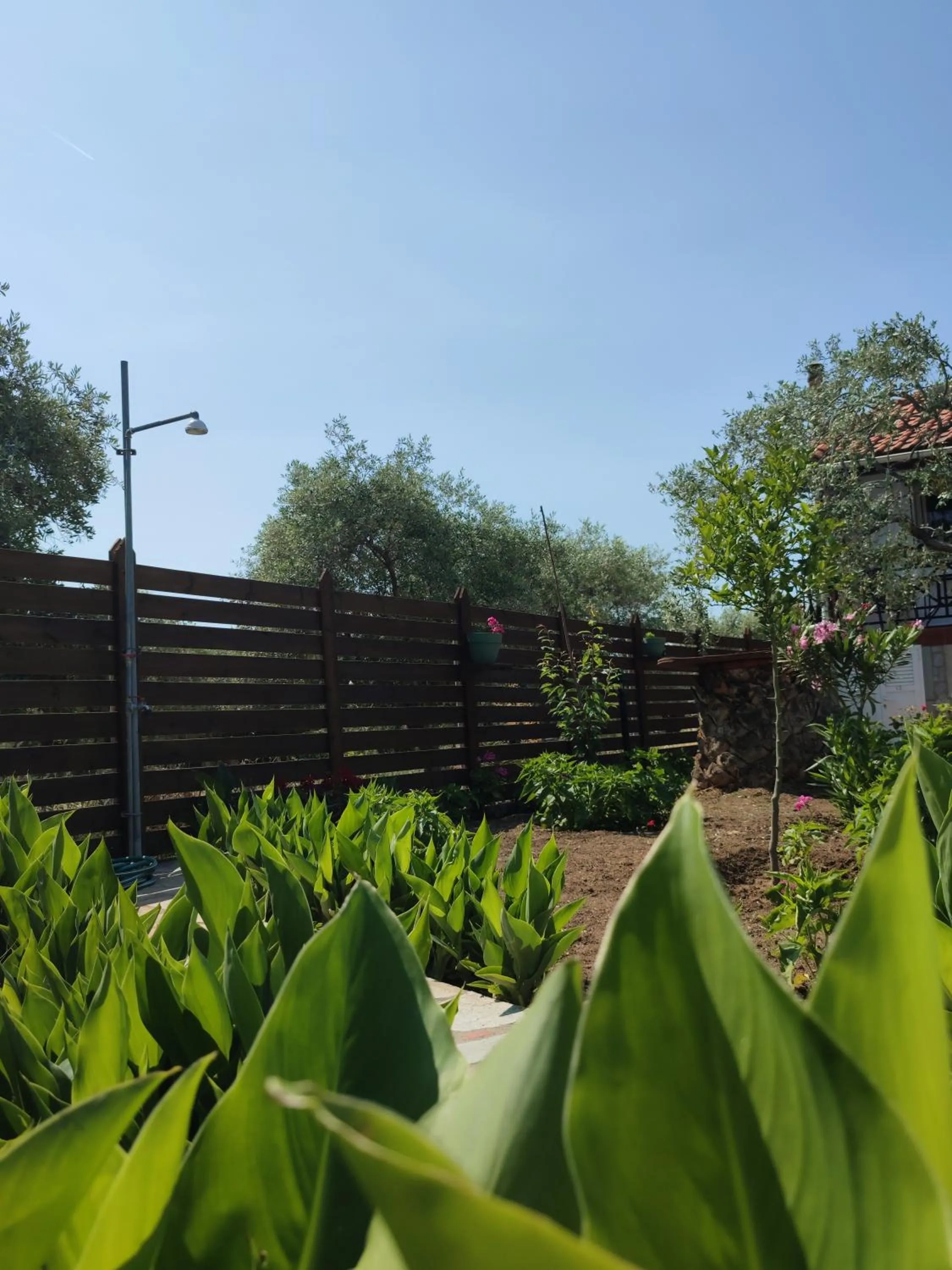 Garden in VILLA IATROU