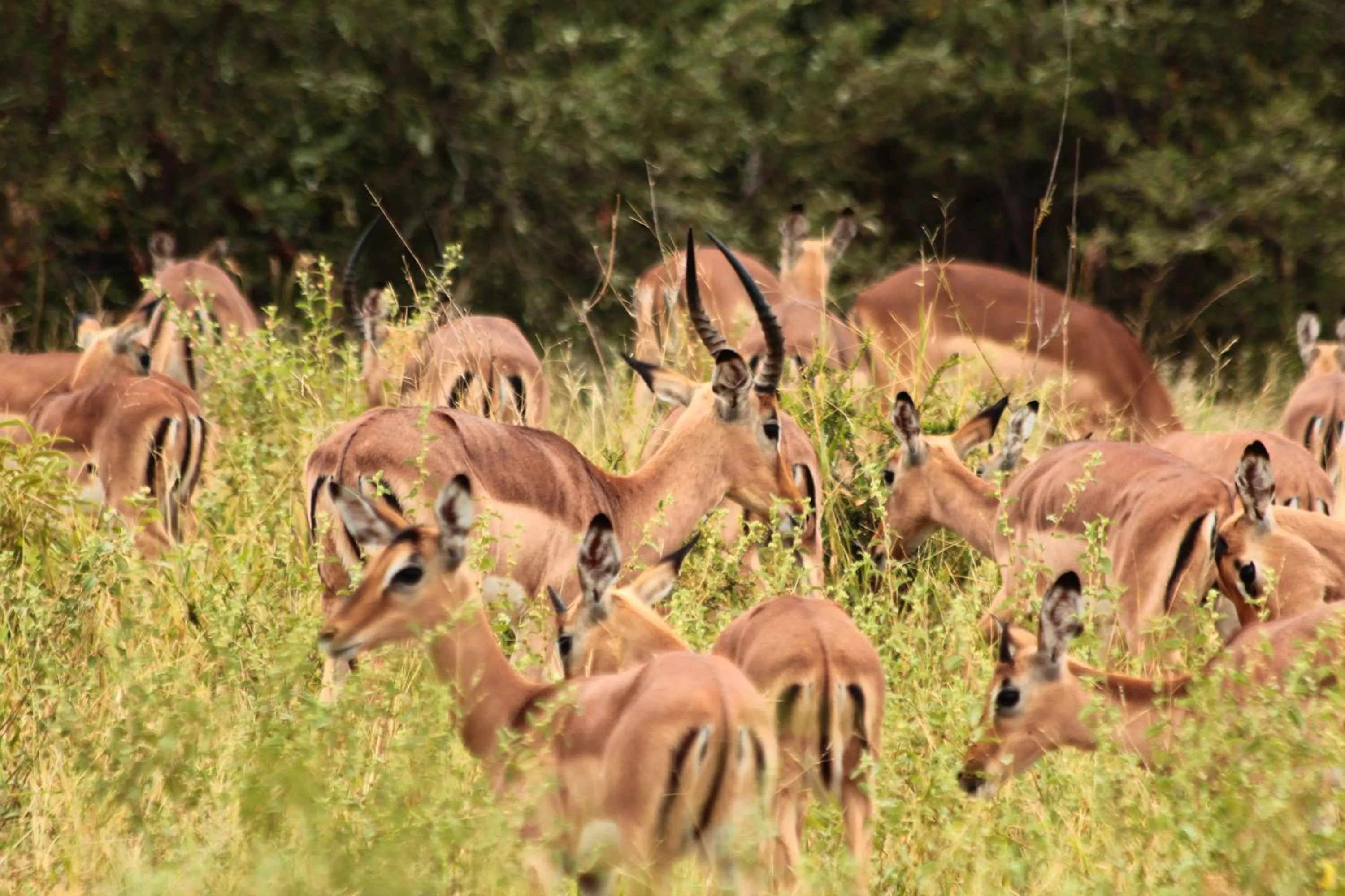 Animals in Muweti Bush Lodge