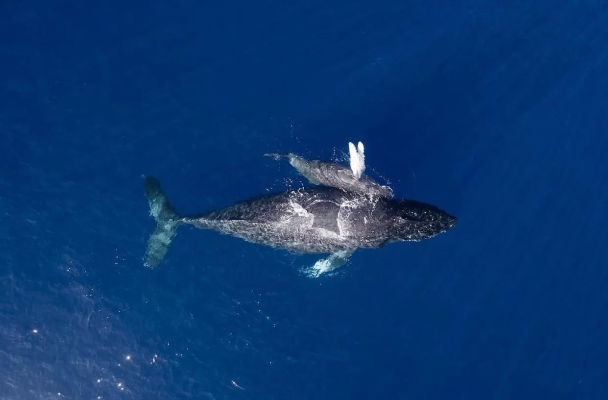 Hale Moana, Unit #110 Kona Islander Inn