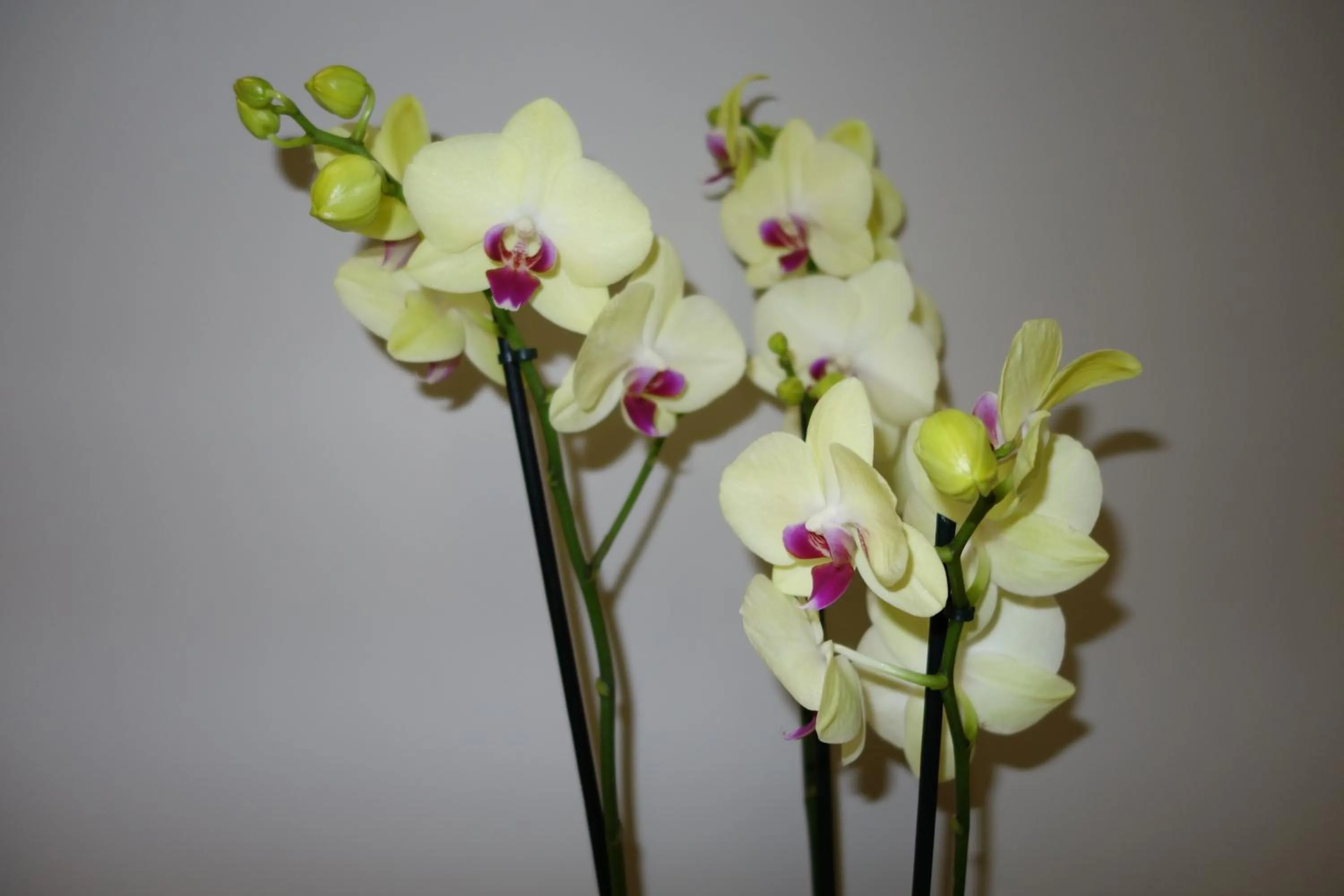 Decorative detail in D'win