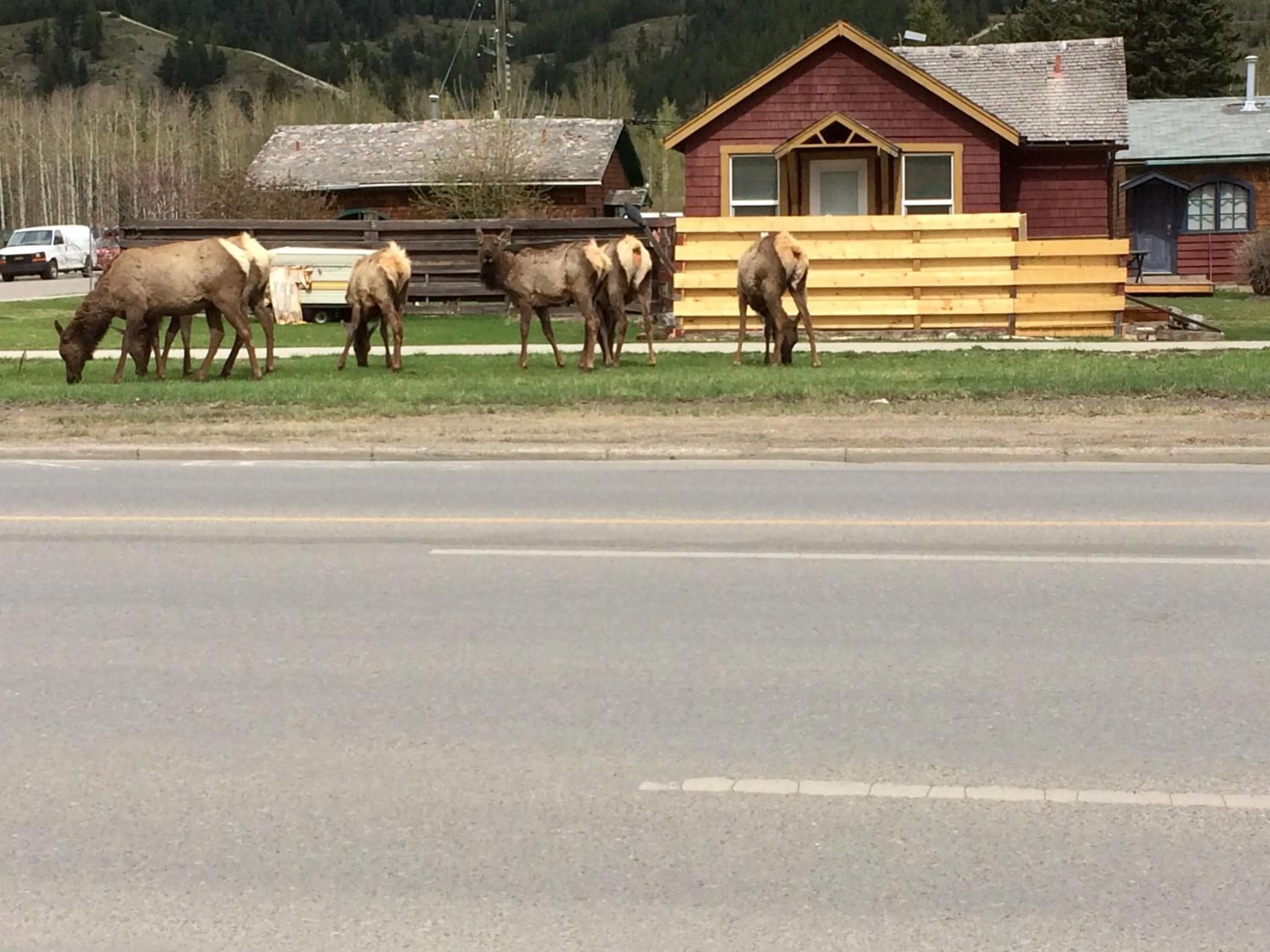 Animals in Apartment 406, Indigenous Artefacts