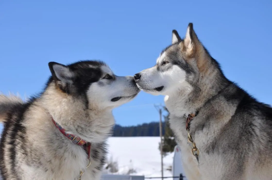 La pradella Bolquere