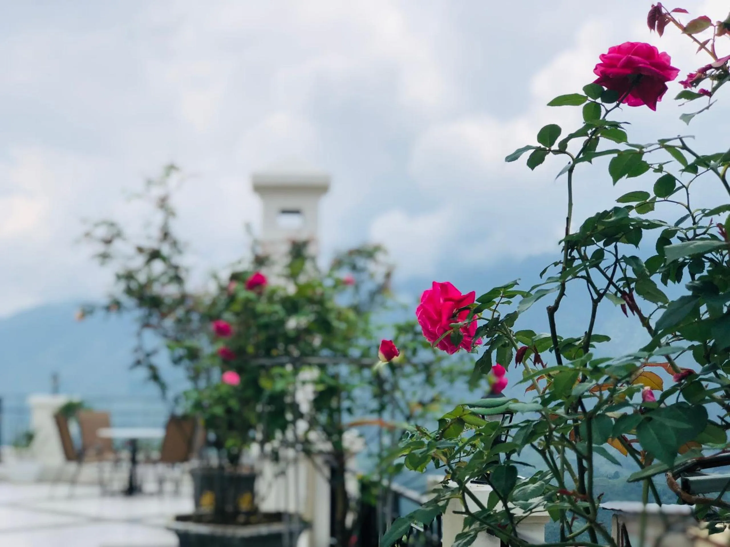 Cat Cat Galerie d’Art