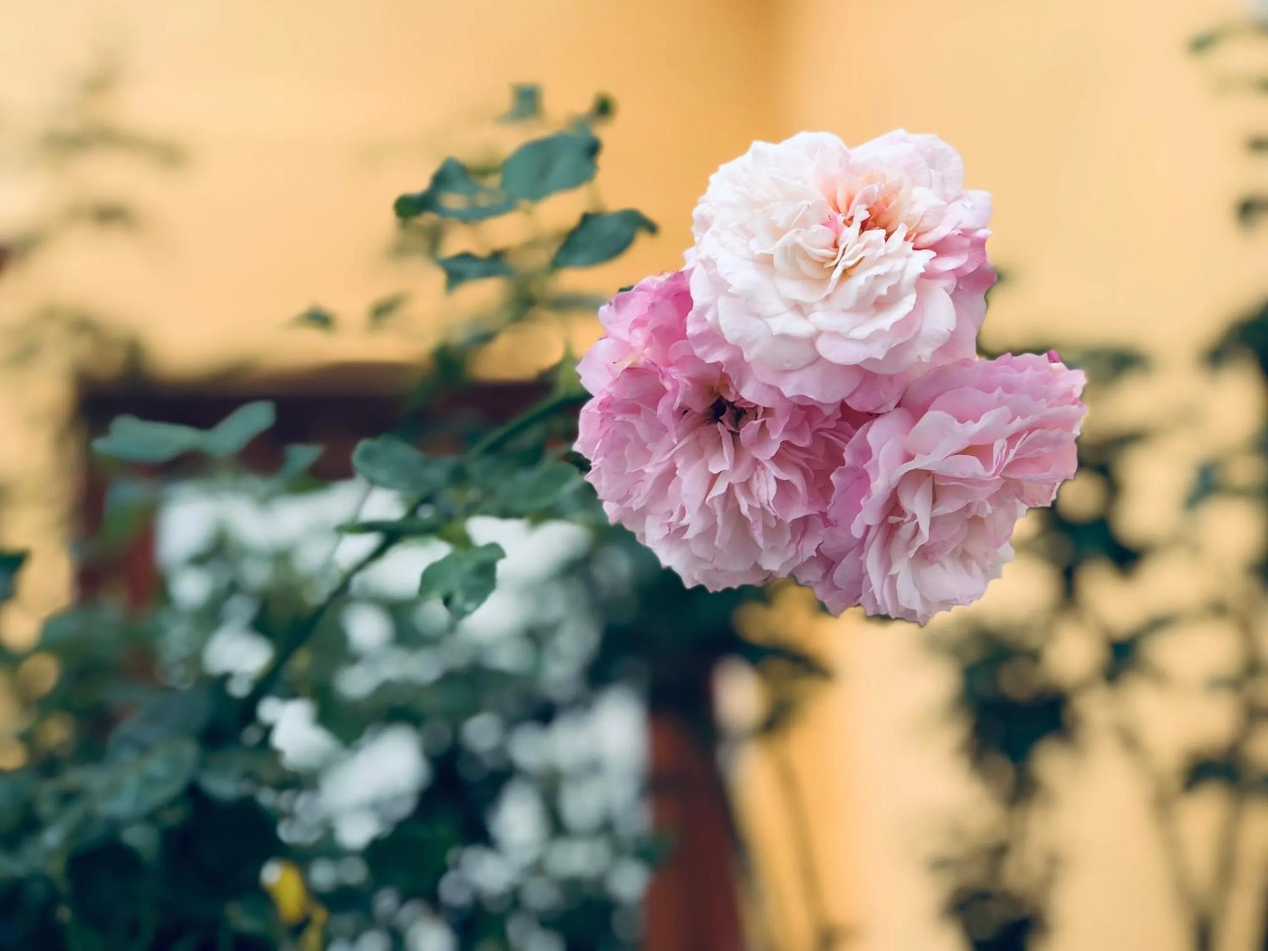 Cat Cat Galerie d’Art