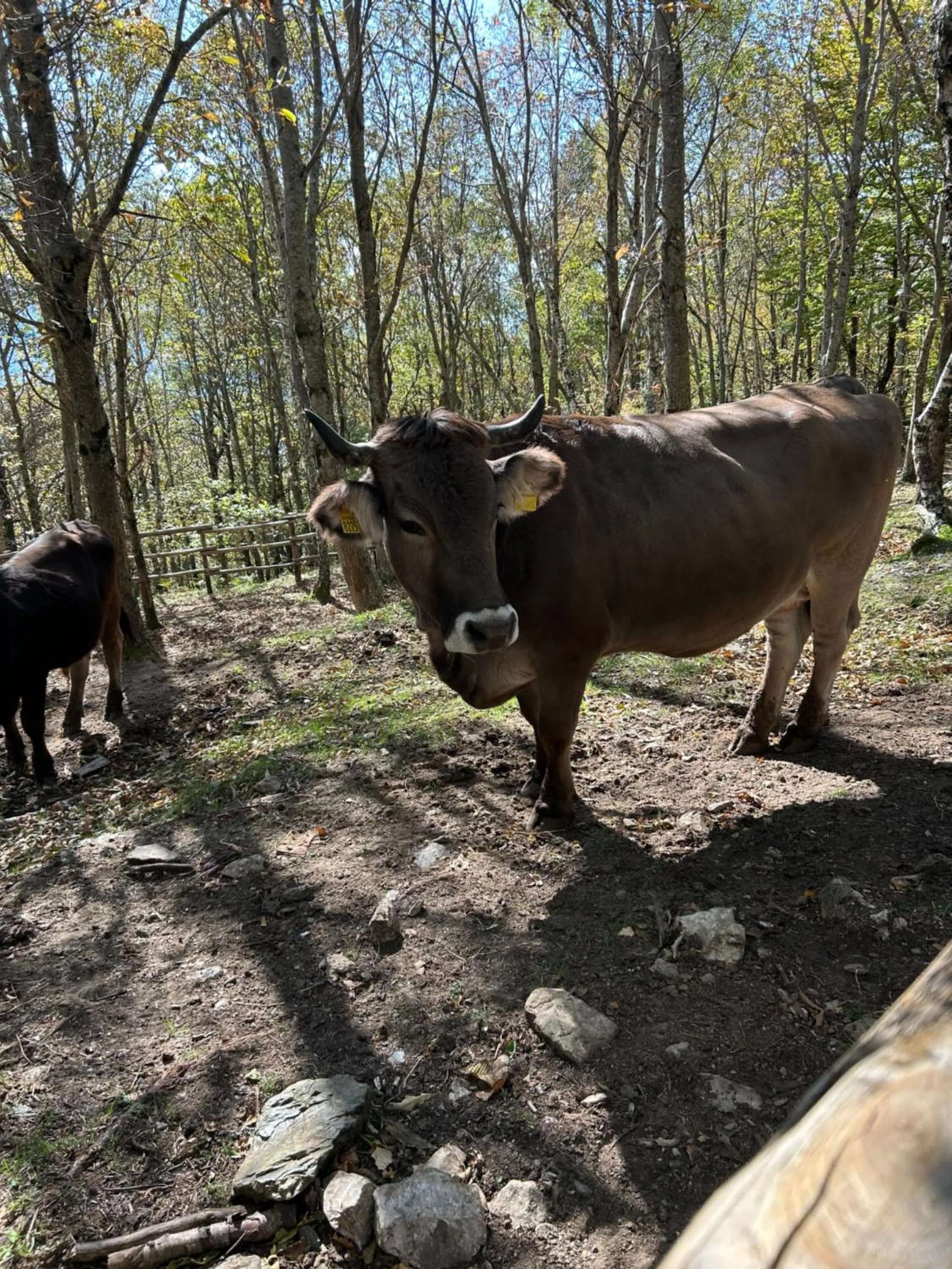 Nearby landmark in Art Hotel Pietrasanta