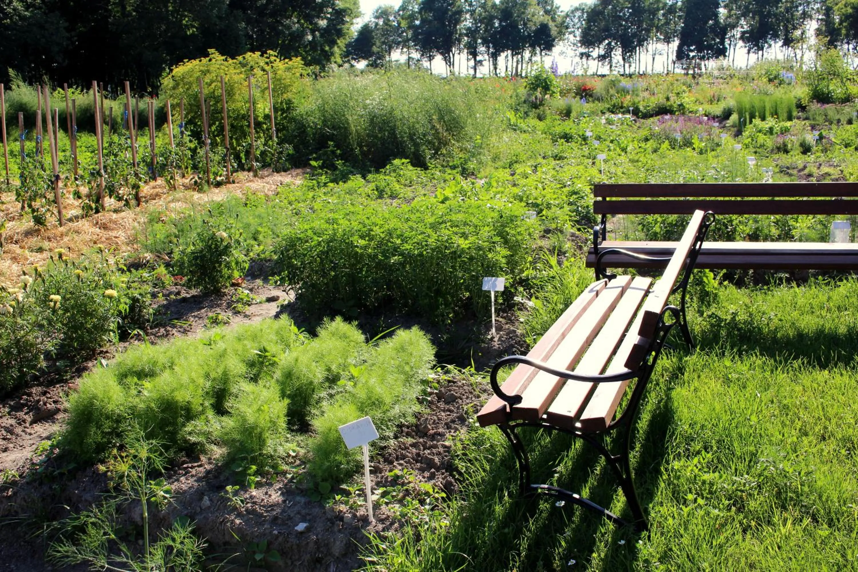 Summer in Pałac Cieleśnica