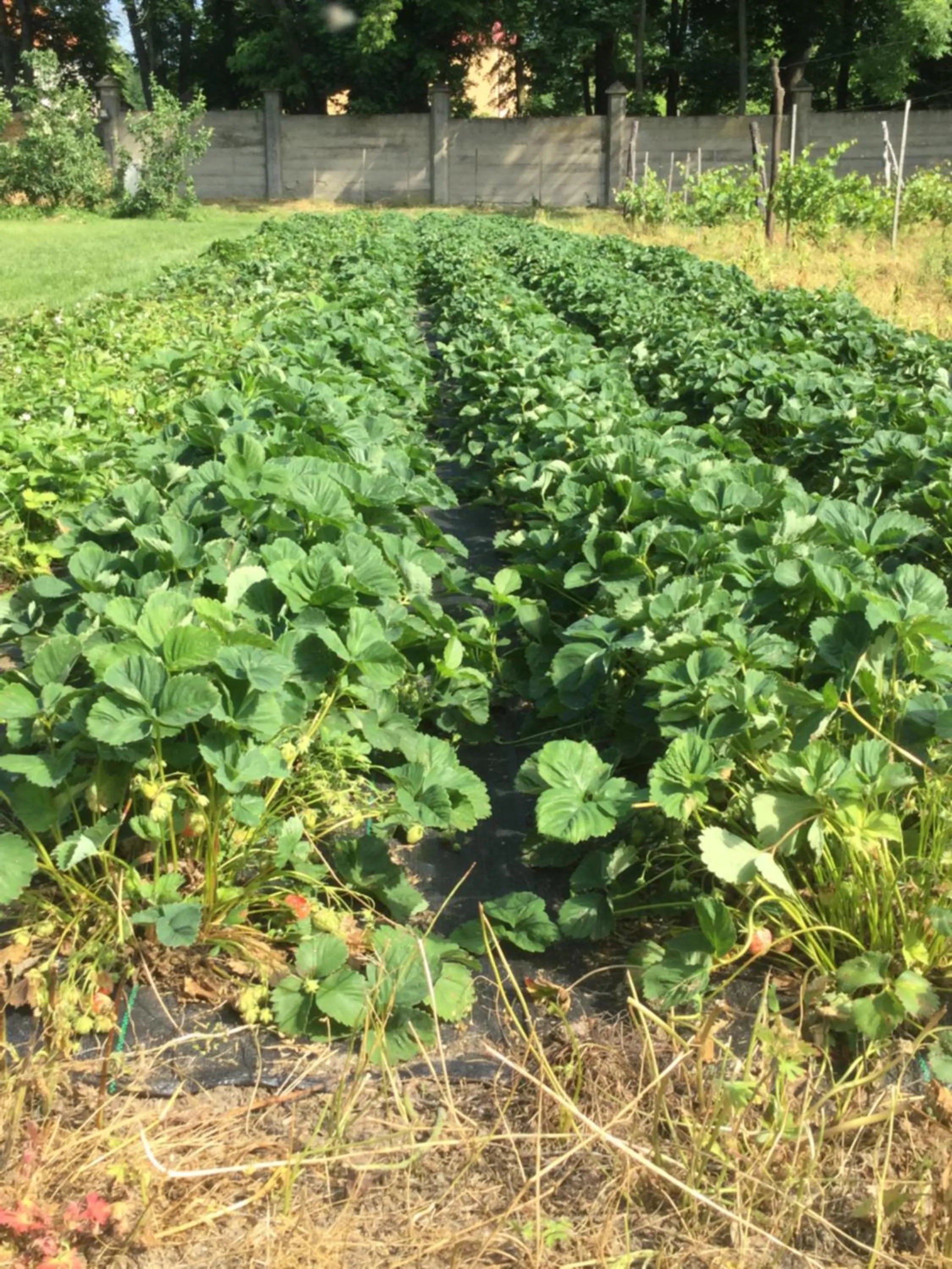 Natural landscape in Pałac Cieleśnica