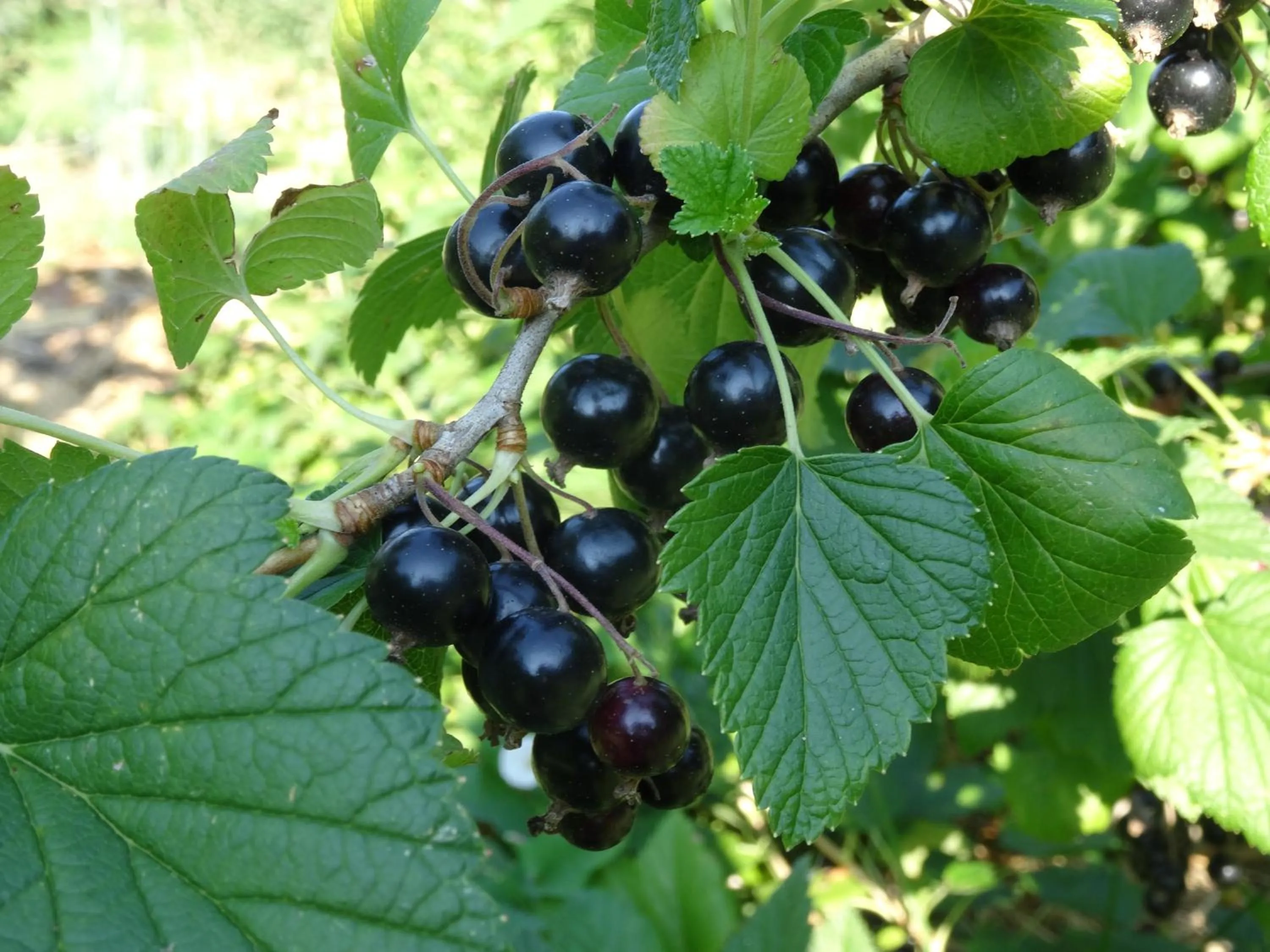 Natural landscape in Pałac Cieleśnica