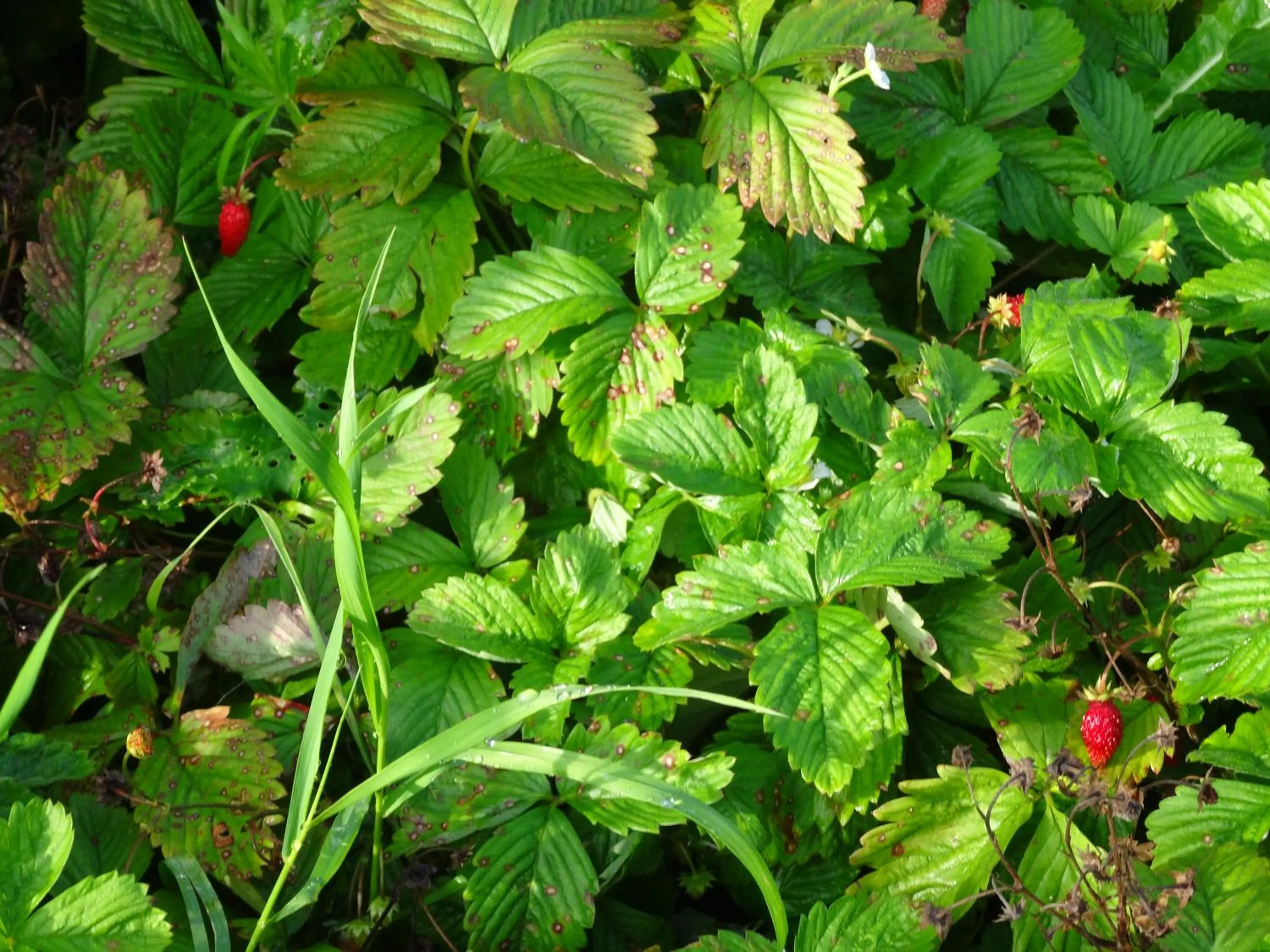 Natural landscape in Pałac Cieleśnica