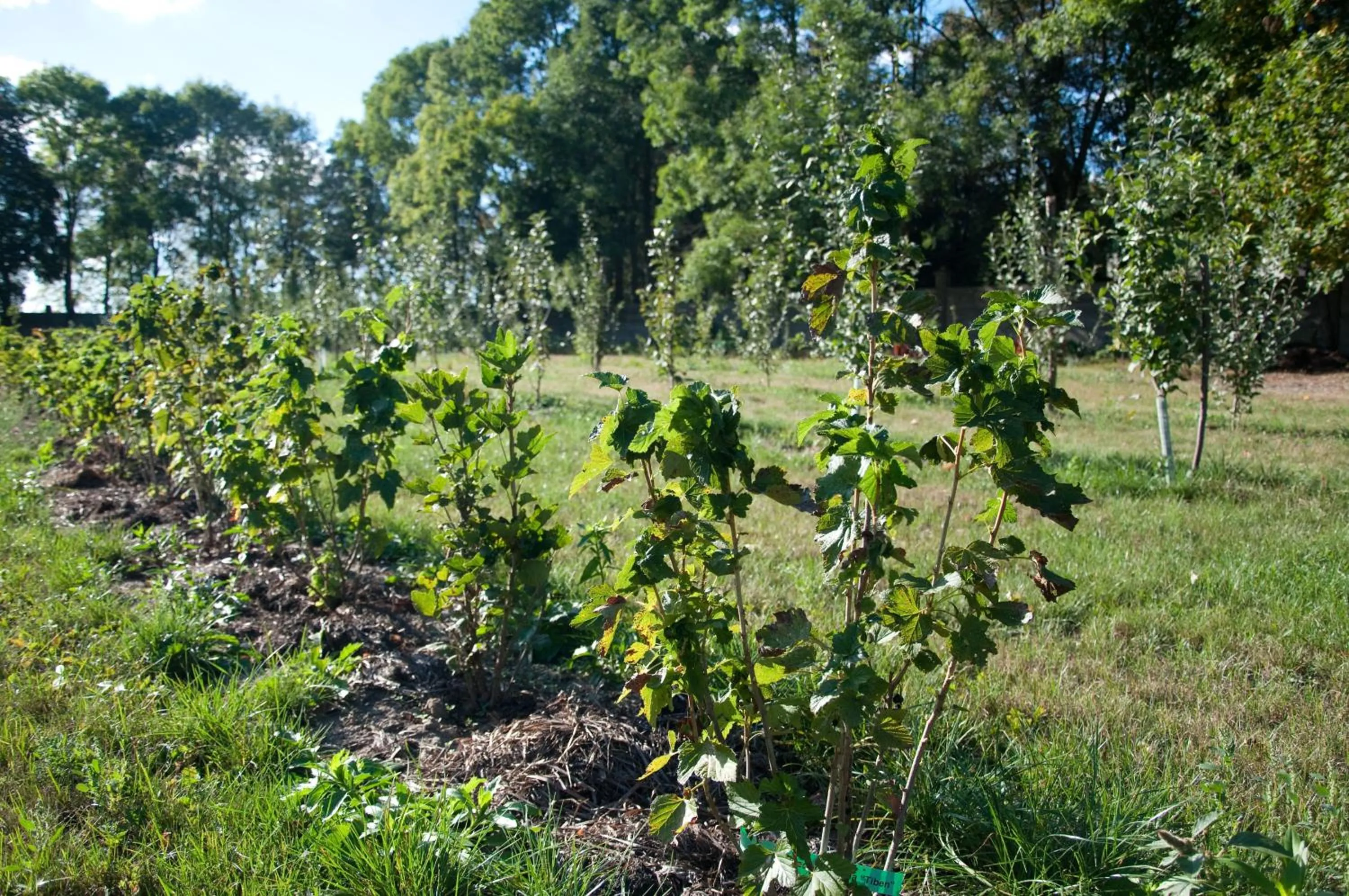 Garden in Pałac Cieleśnica