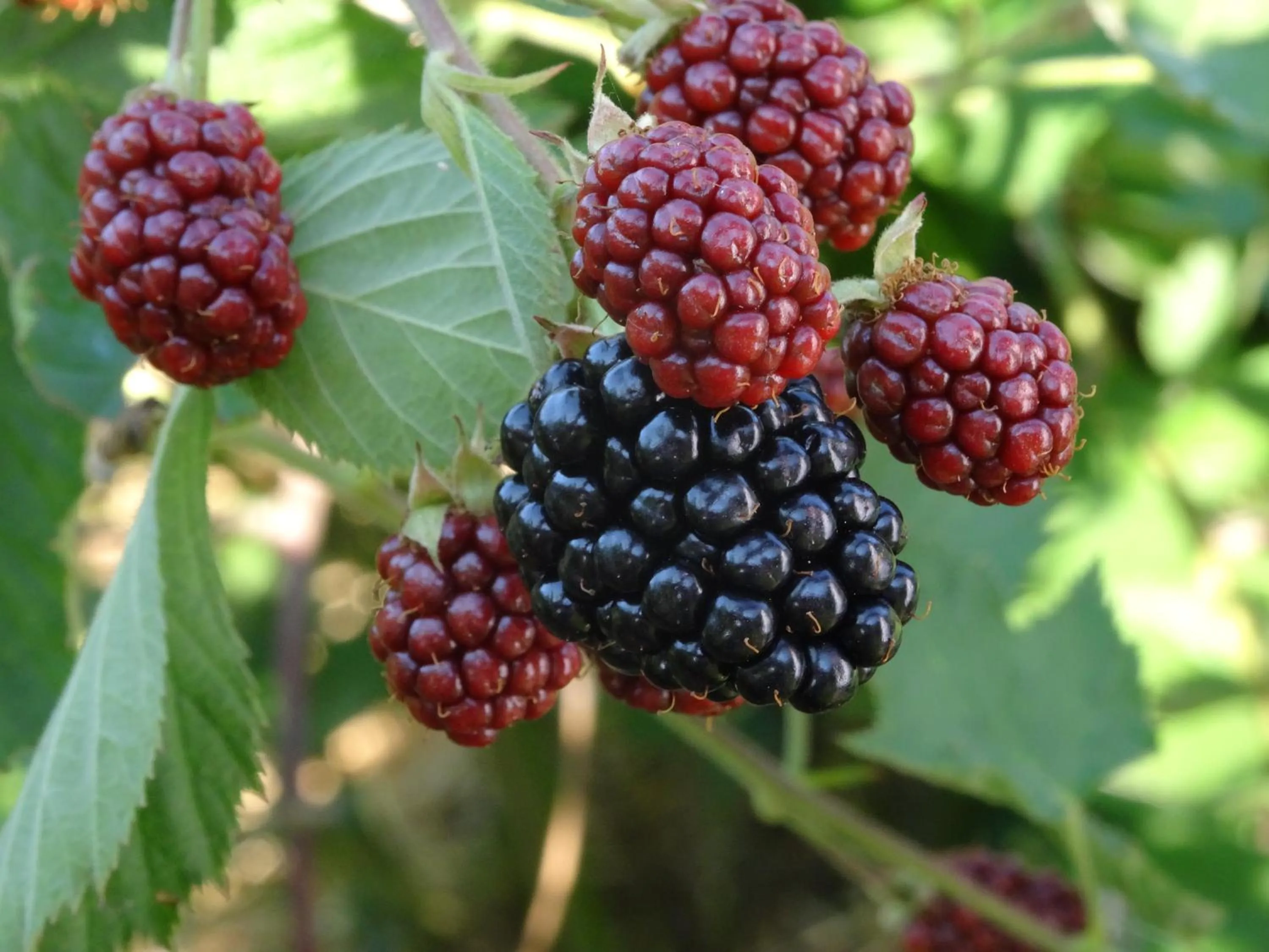 Natural landscape in Pałac Cieleśnica