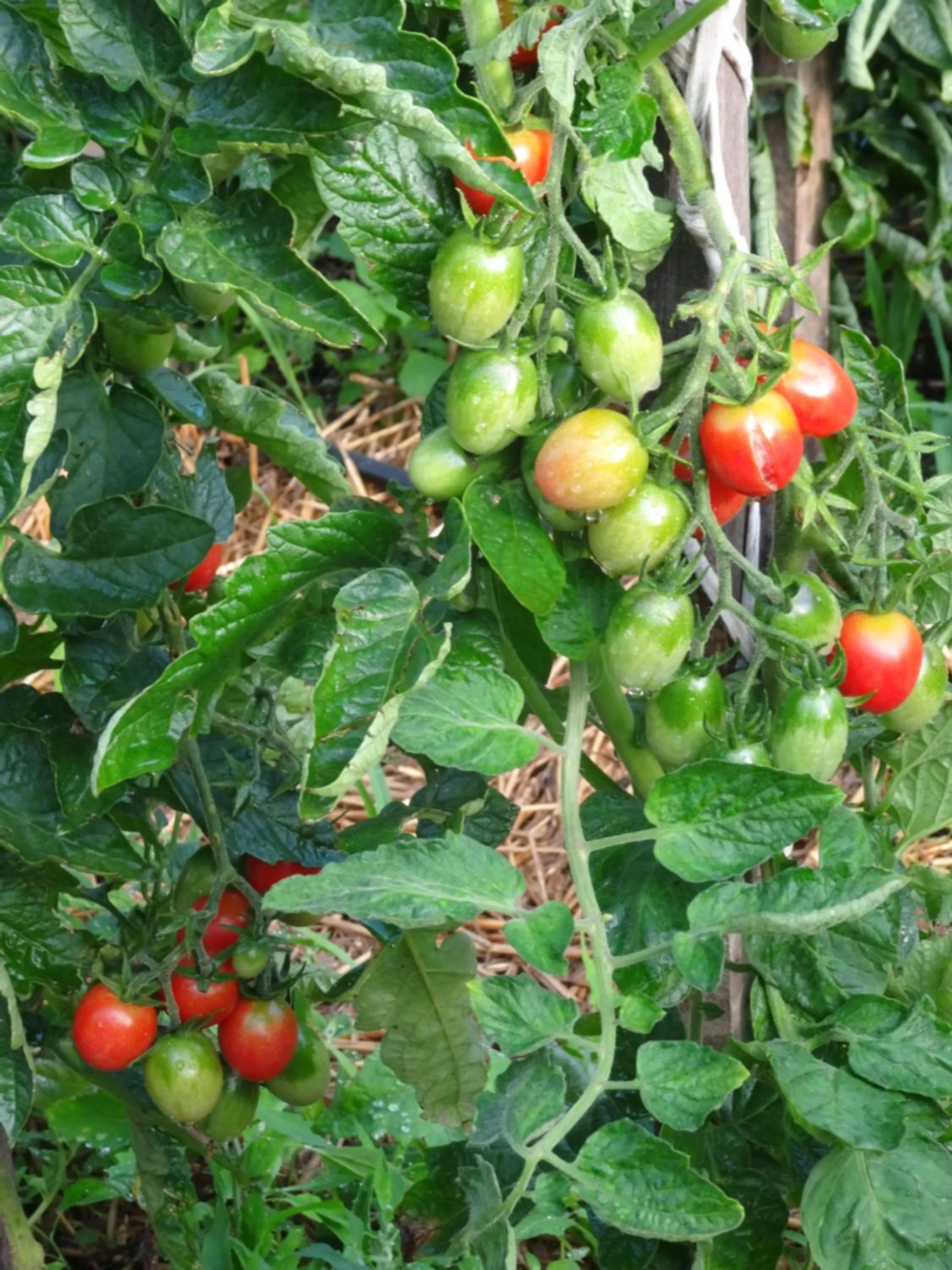 Natural landscape in Pałac Cieleśnica