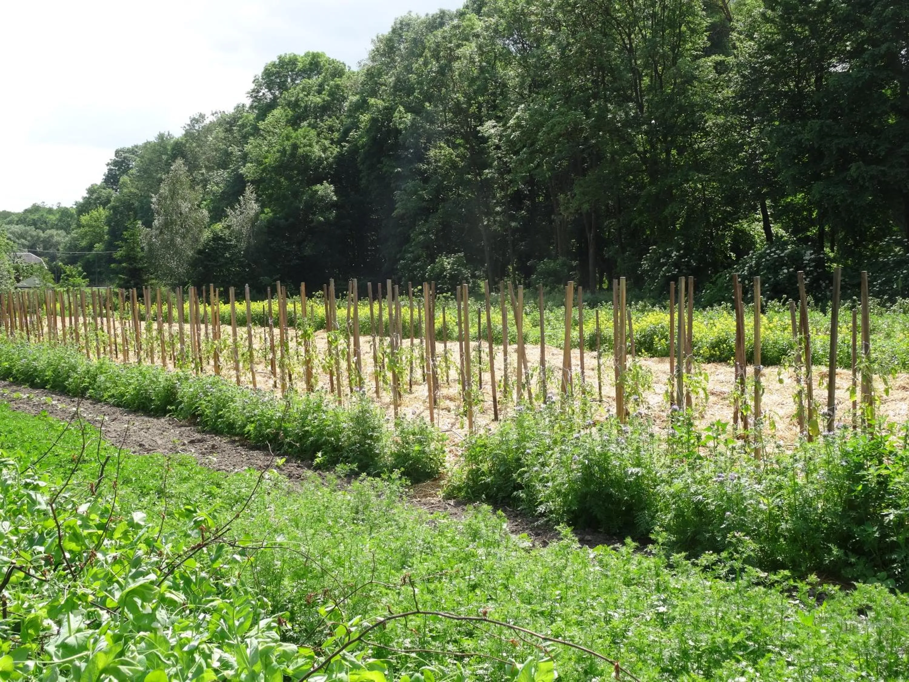 Natural landscape in Pałac Cieleśnica