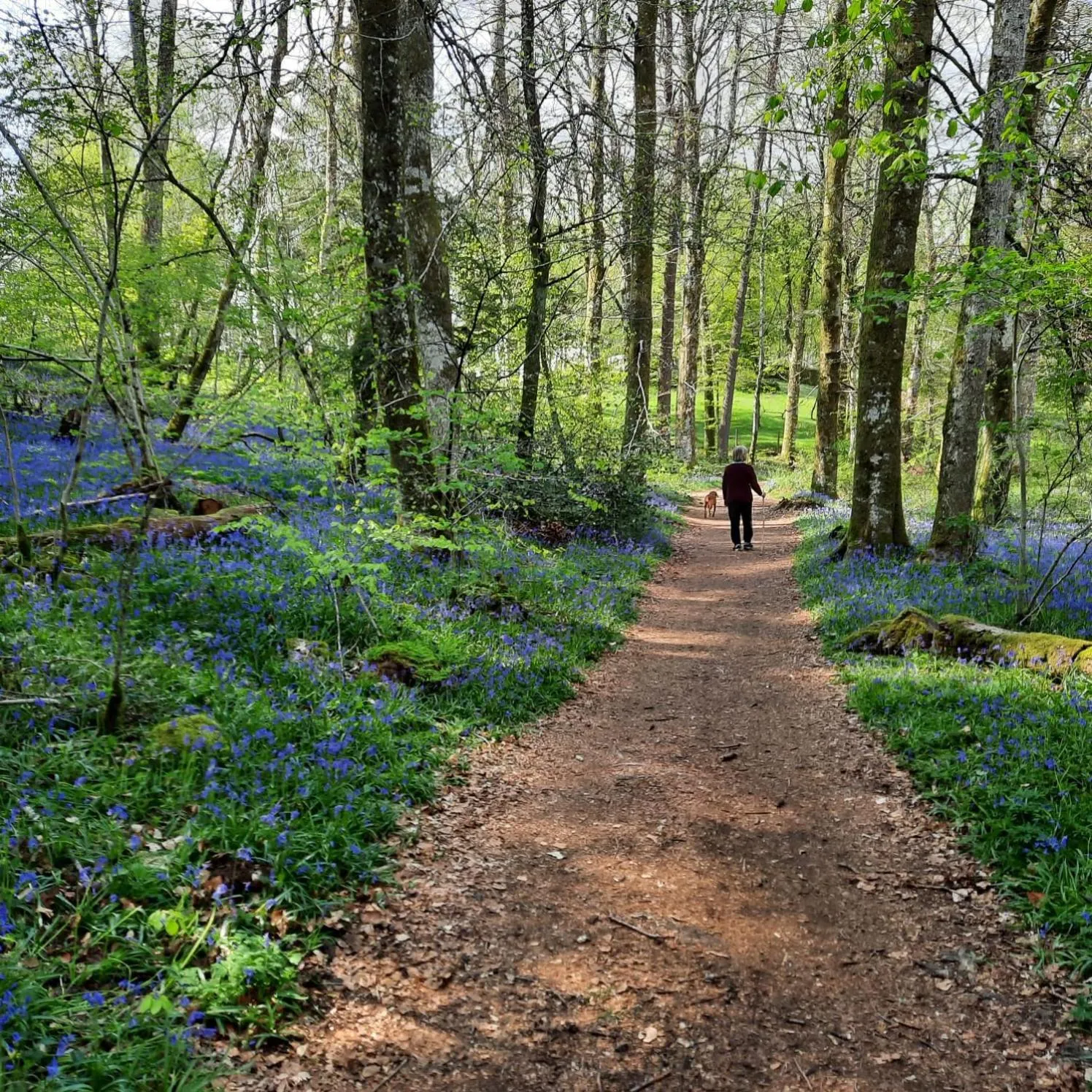 Chambre d'hôte Le Châtaignier