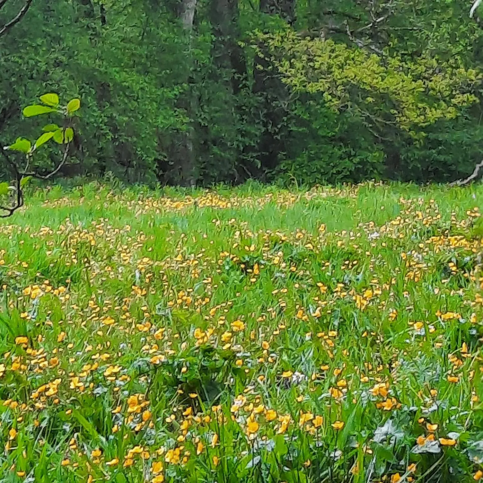 Garden in Chambre d'hôte Le Châtaignier