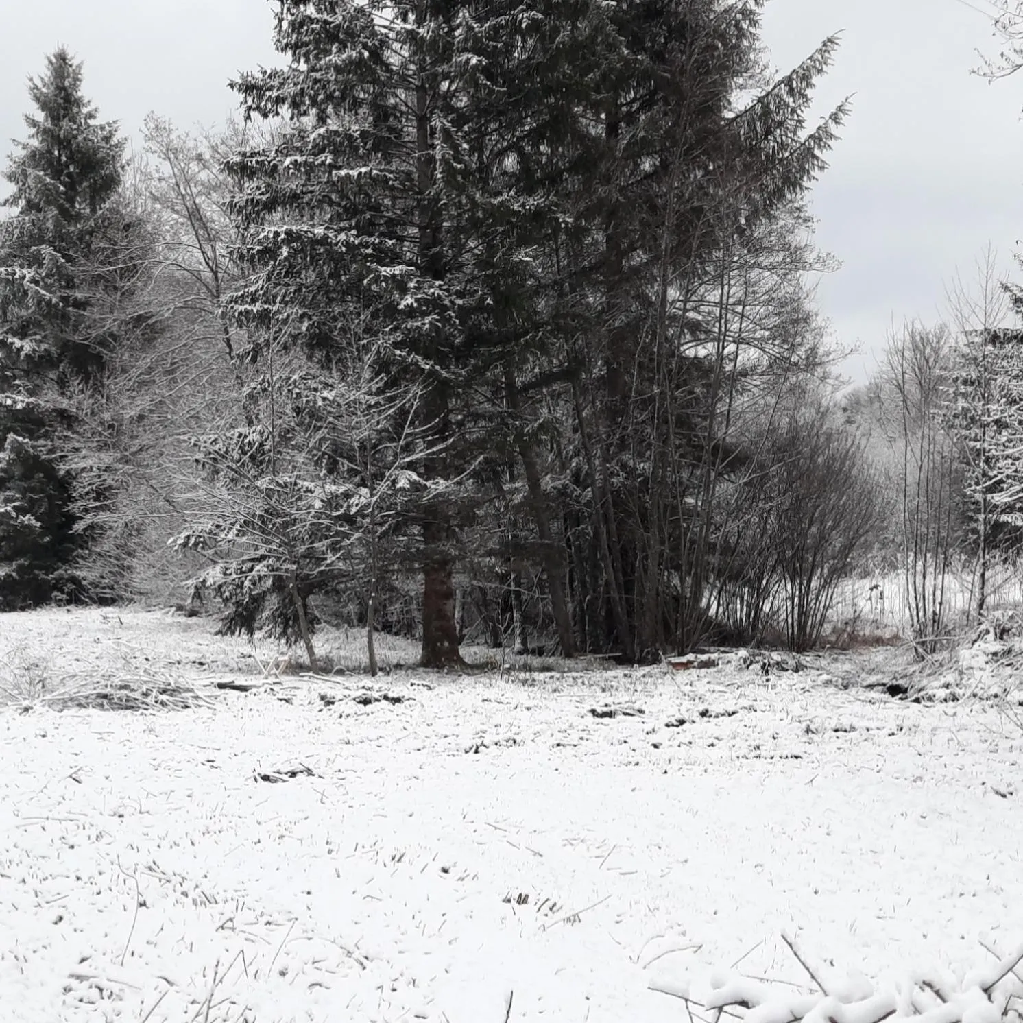 Winter in Chambre d'hôte Le Châtaignier