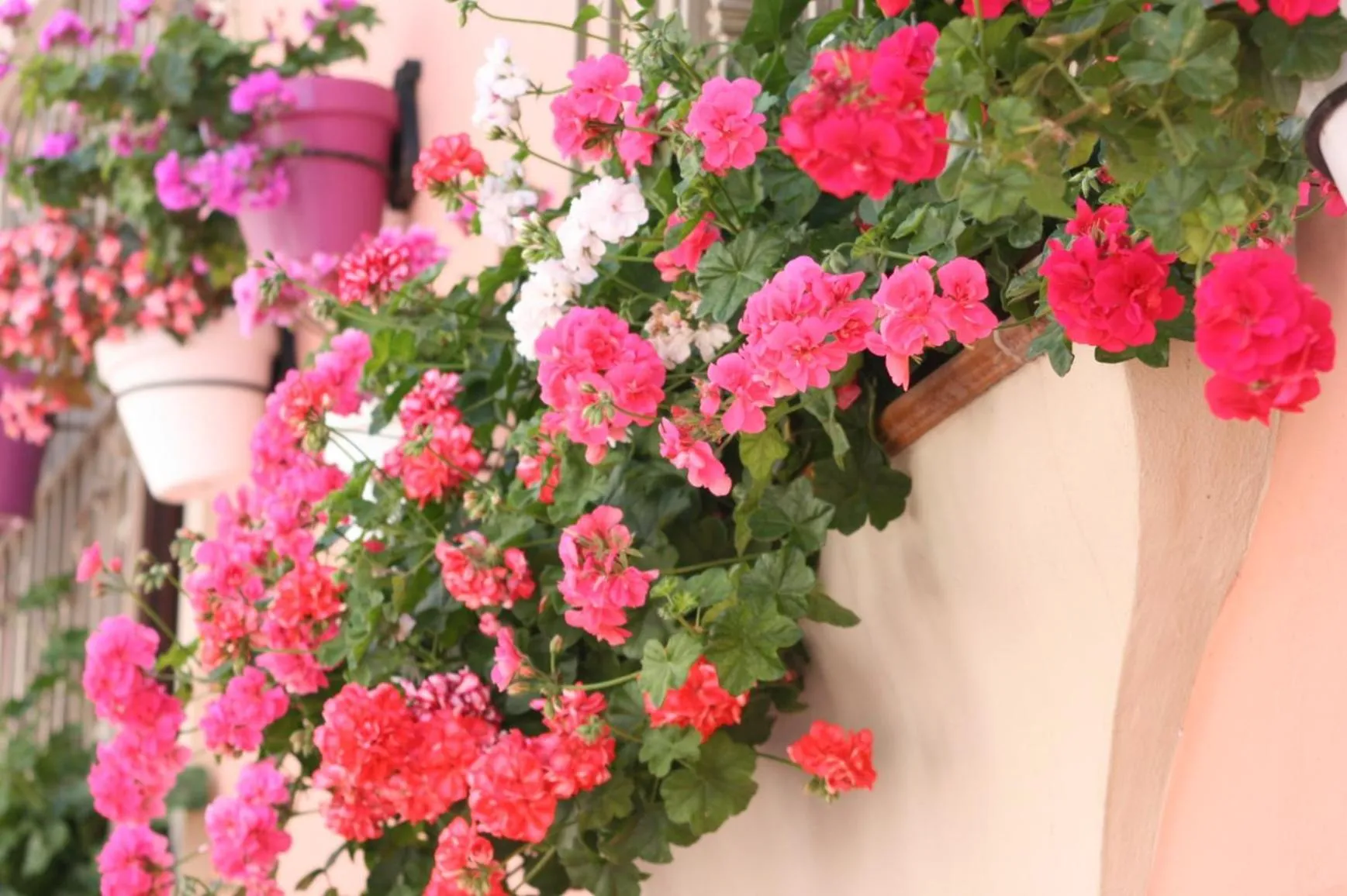 Spring in Hotel El Pilar Andalucia