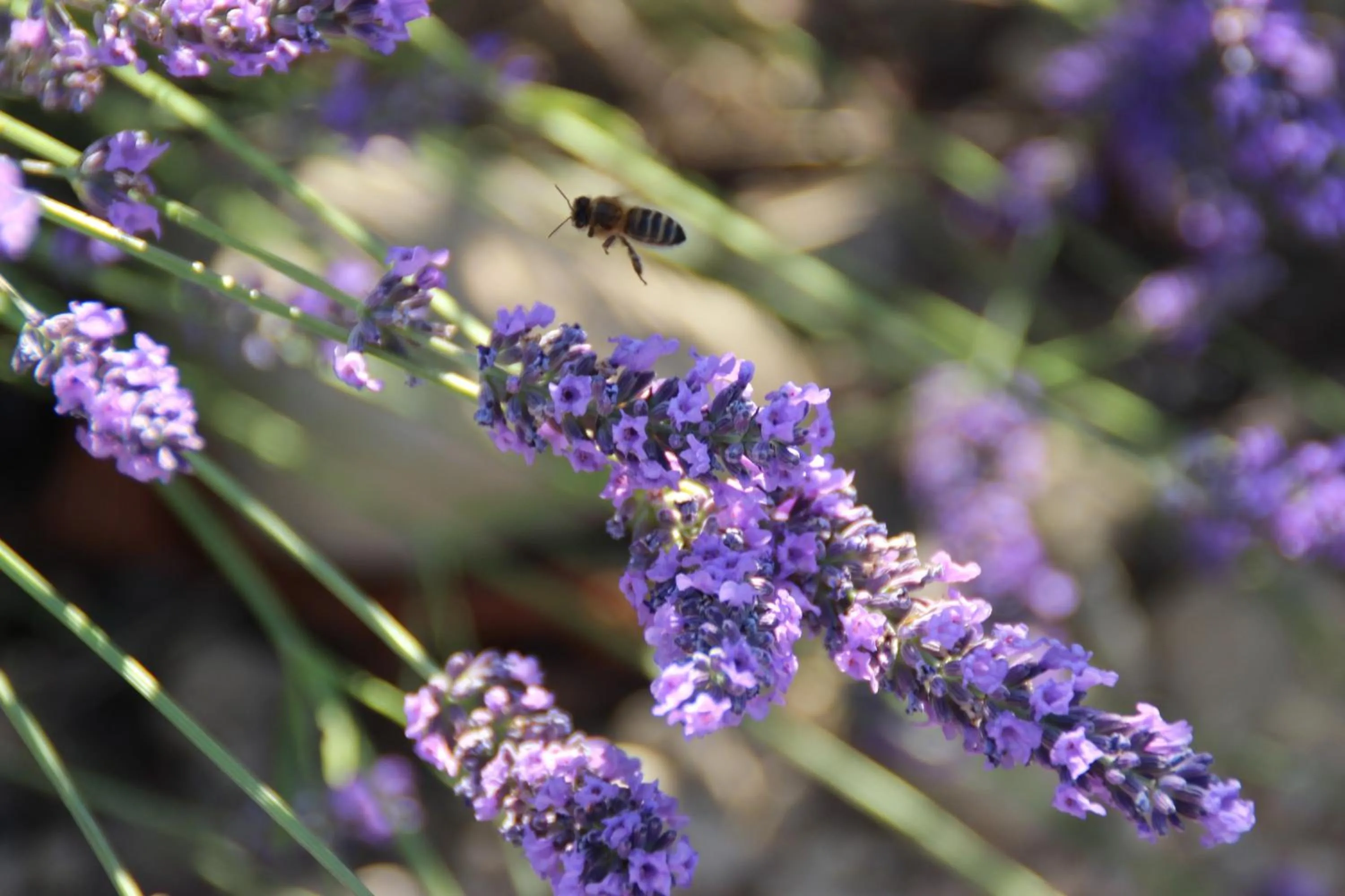 Natural landscape in Chambres d'hôtes Elisa & Etienne