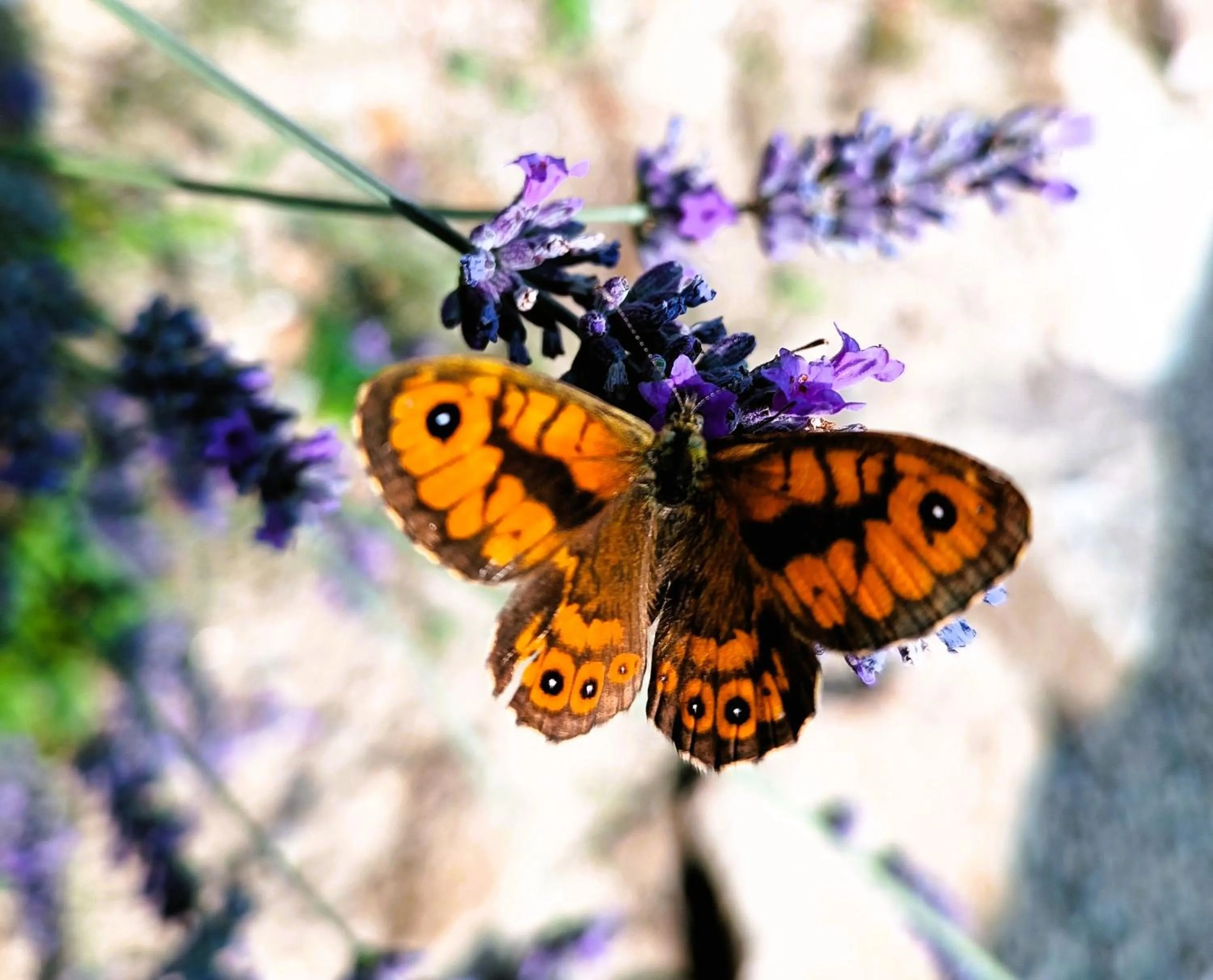 Natural landscape in Medieval Hamlet Malpertus