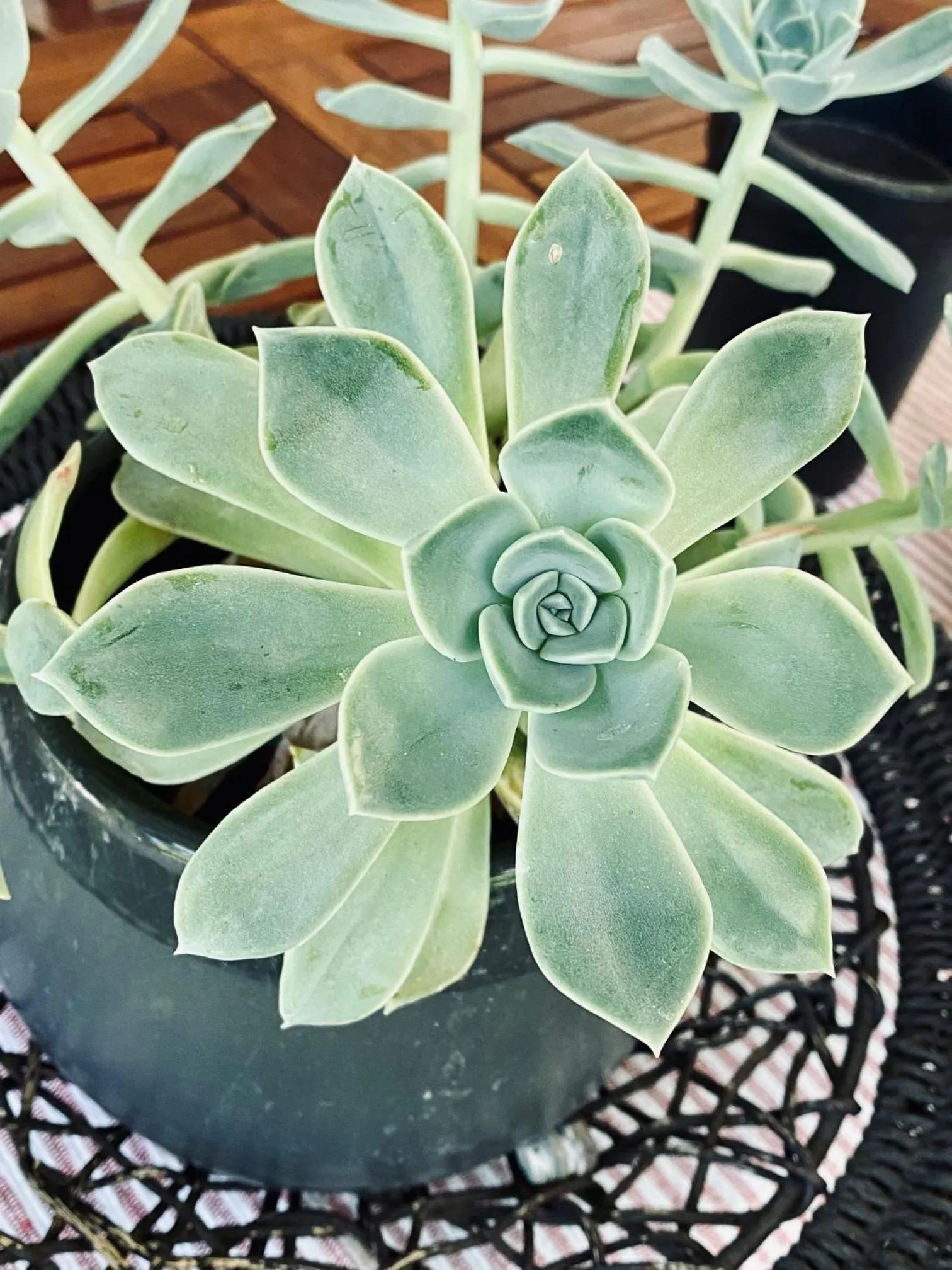 Garden in Cottonwood Guesthouse Oasis