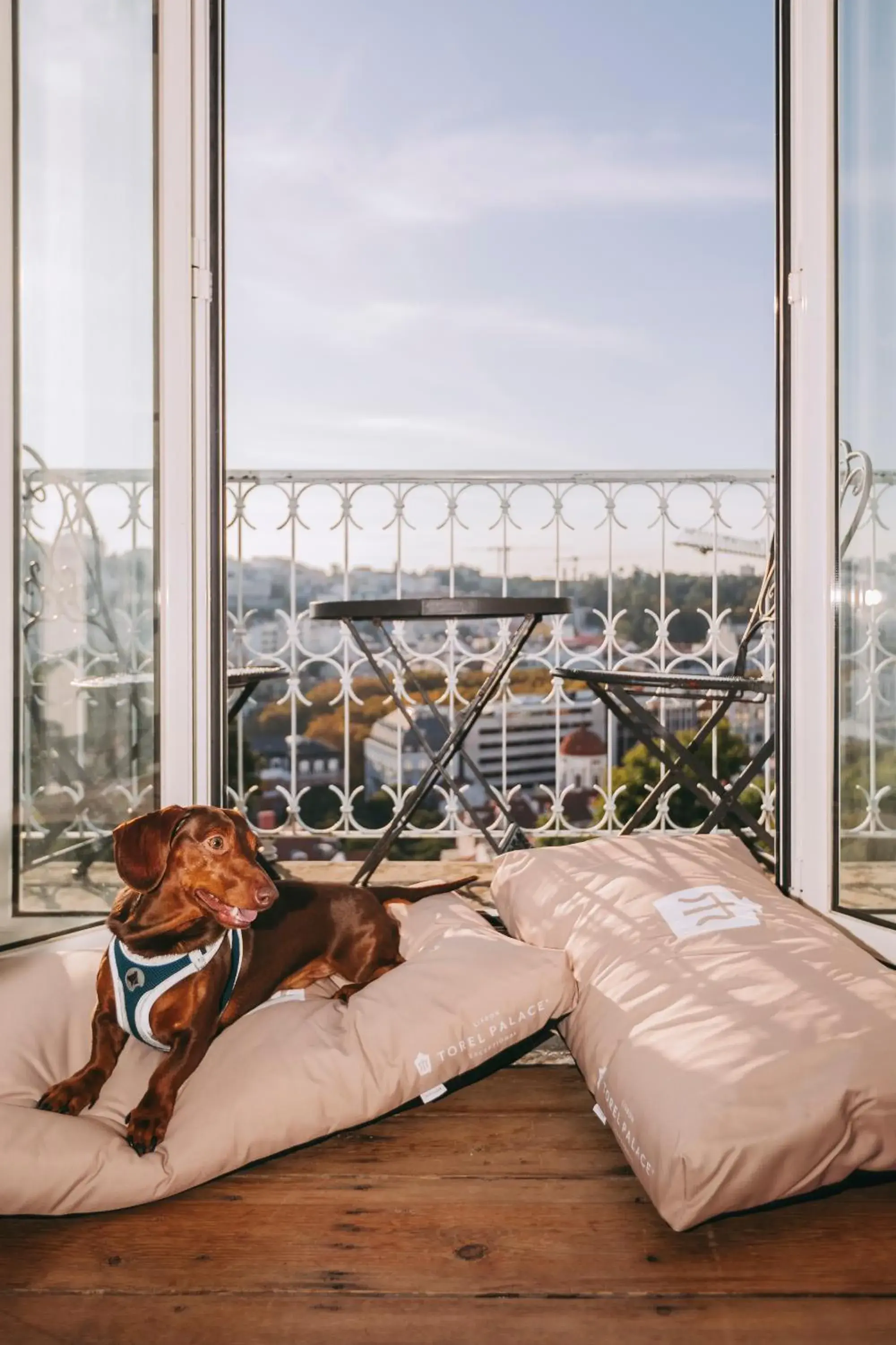 pet friendly, Bed in Torel Palace Lisbon pet friendly, Bed in Torel Palace Lisbon