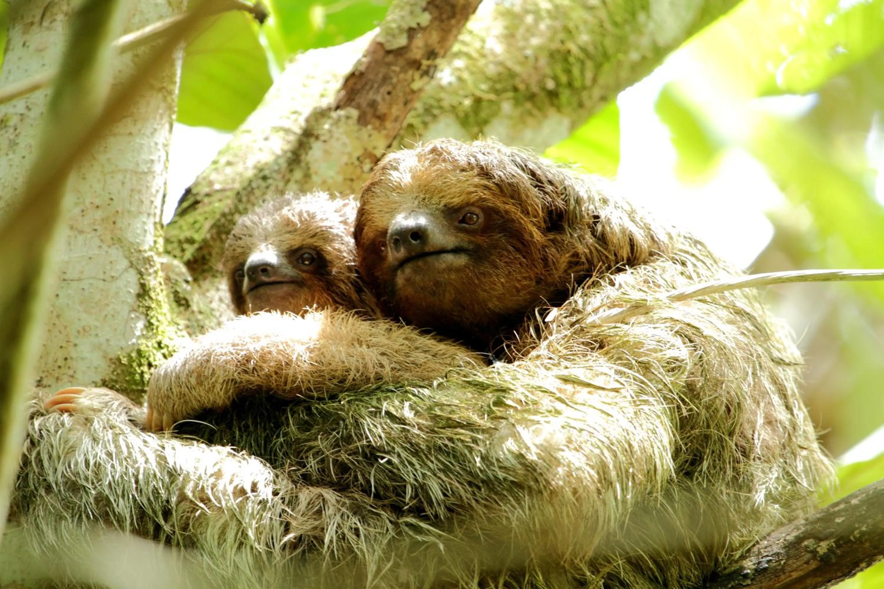 Animals in Hacienda La Isla Lodge
