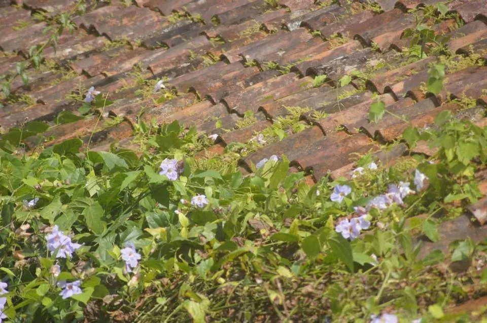 Garden in Hacienda La Isla Lodge