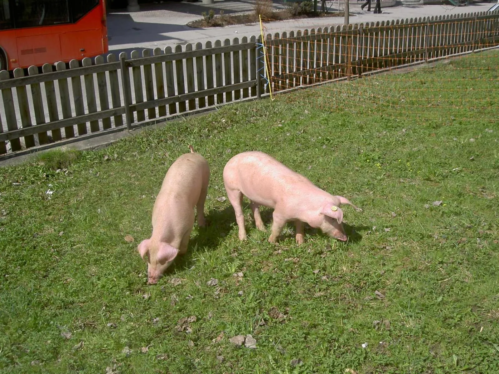 Animals in Apparthotel Ederfeld