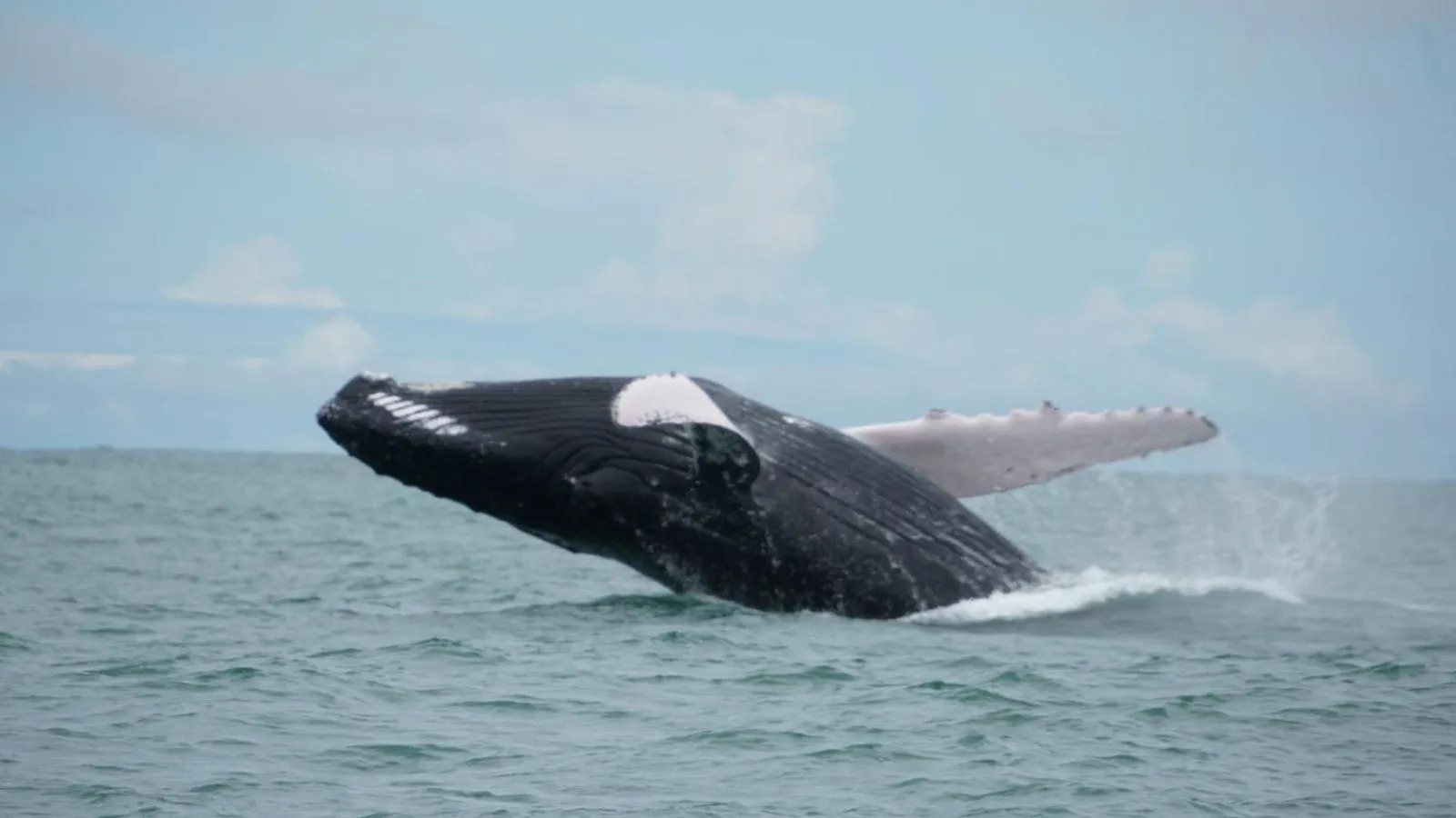 Sea view in Vista Ballena