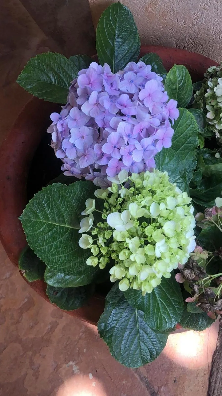 Garden view in Edaala Comfort - B&B