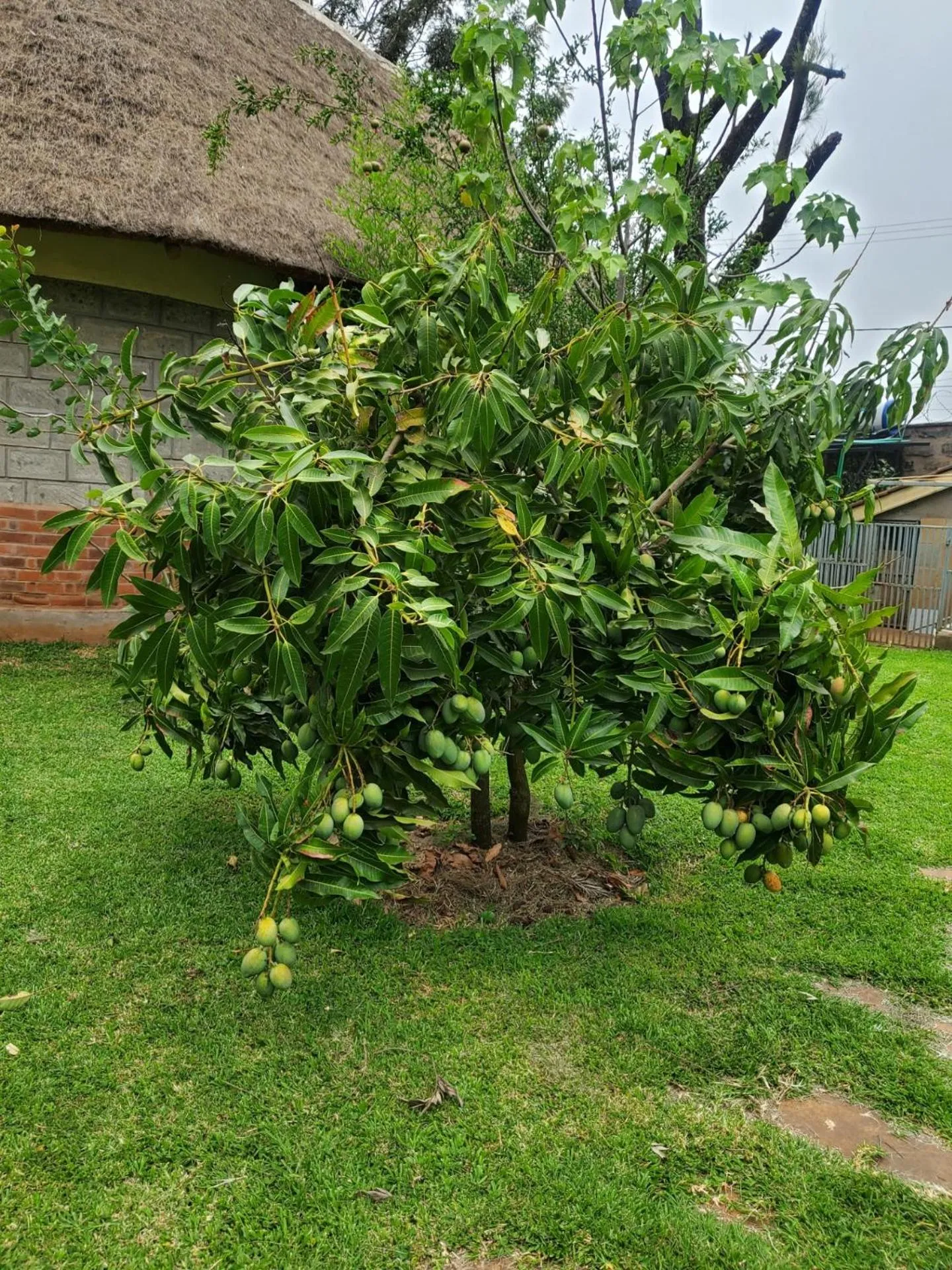 Edaala Comfort - B&B