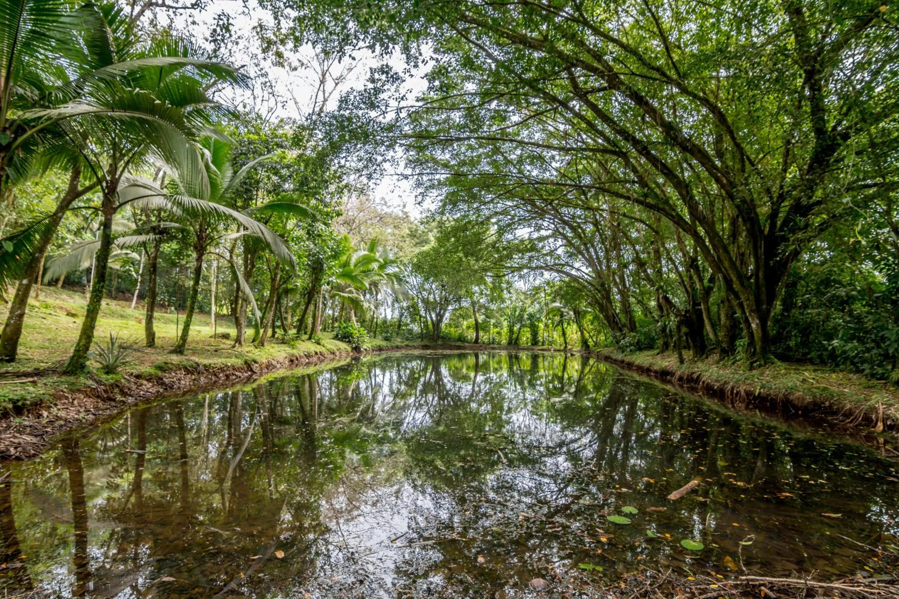 Natural landscape in Ara Ambigua Lodge