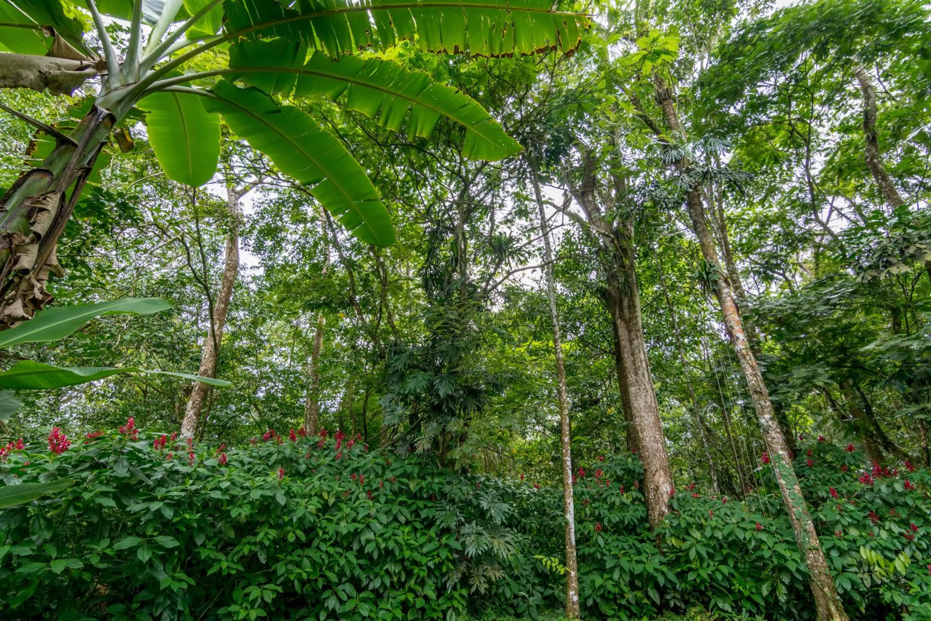 Natural landscape in Ara Ambigua Lodge