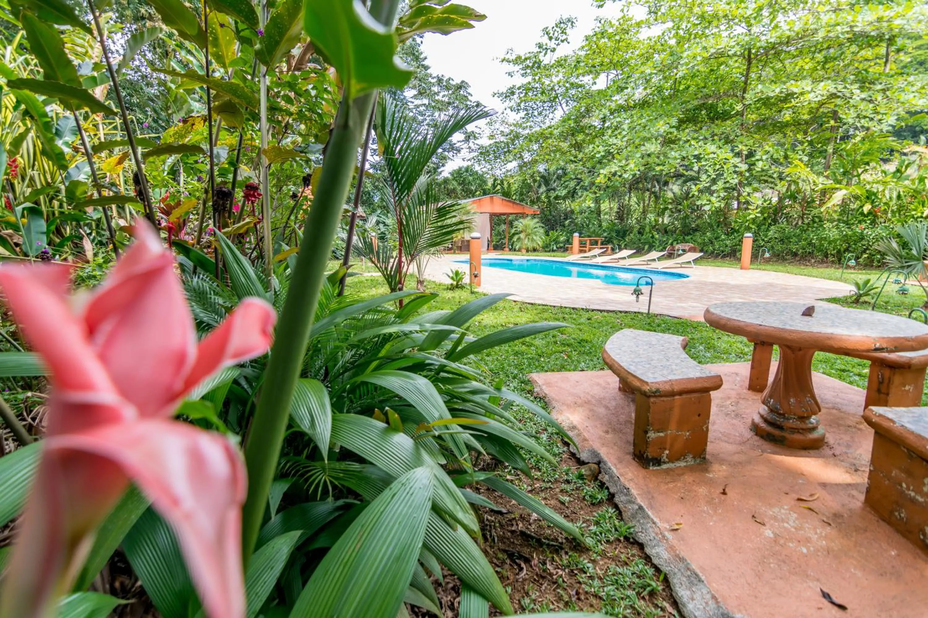 Swimming pool in Ara Ambigua Lodge