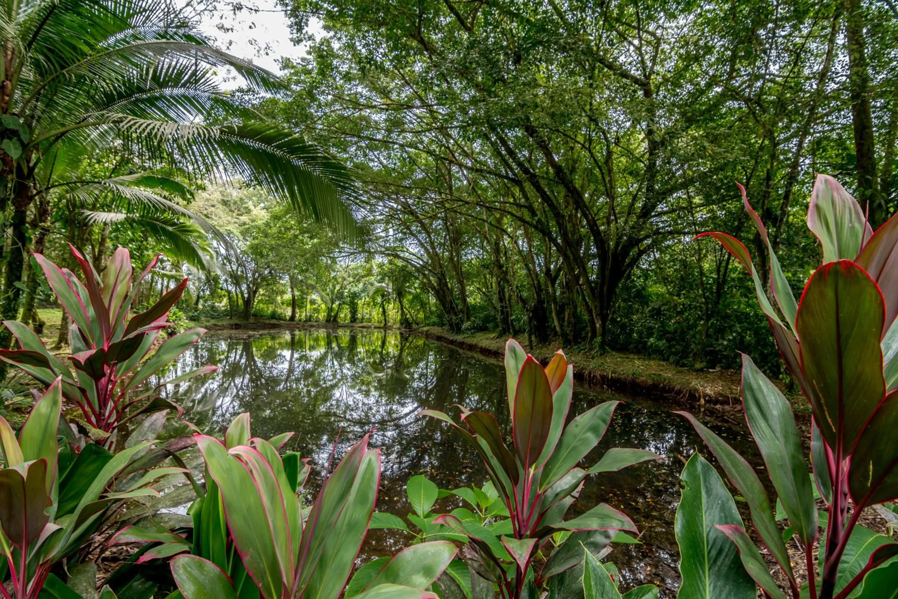 Natural landscape in Ara Ambigua Lodge