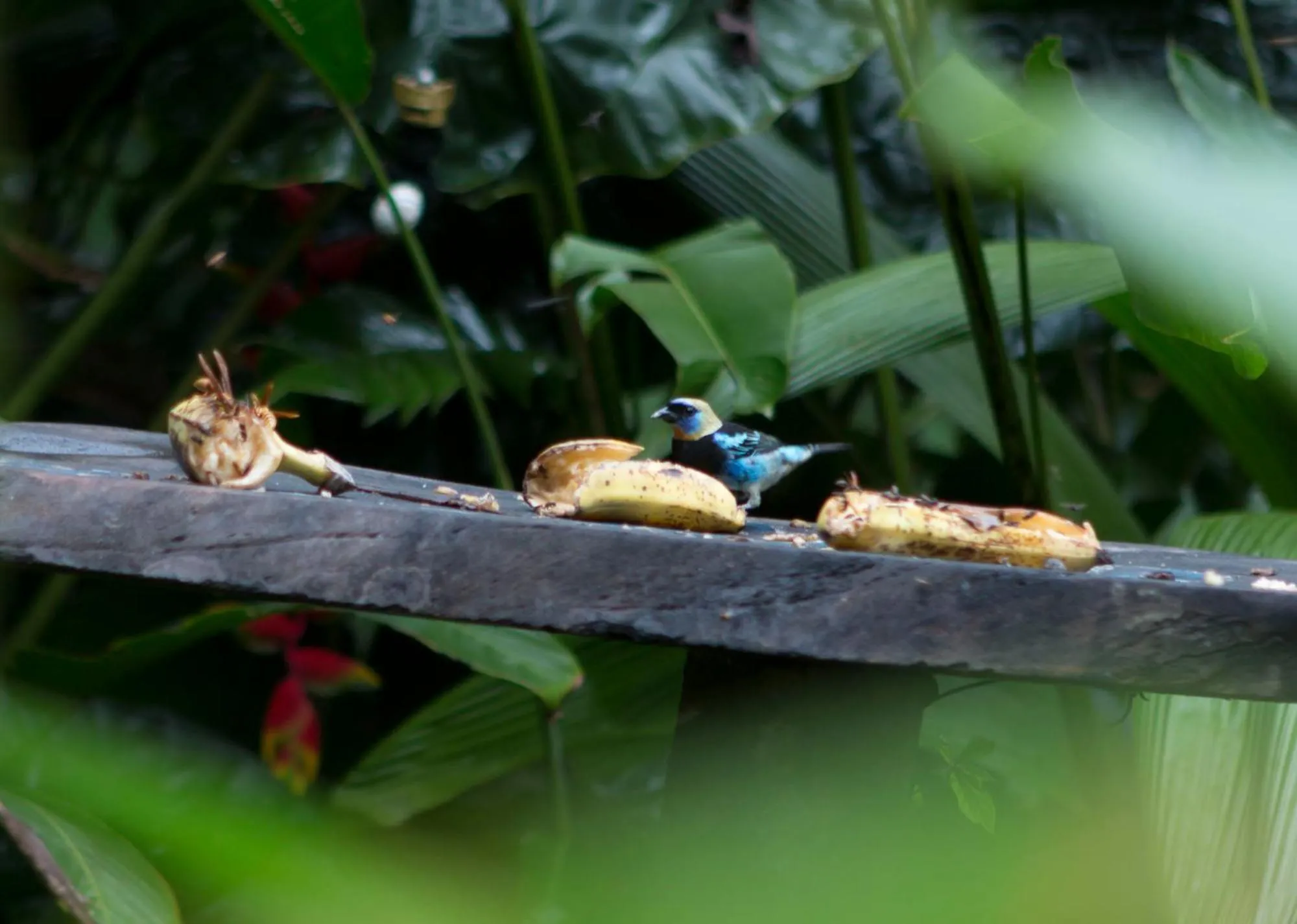 Animals in Ara Ambigua Lodge
