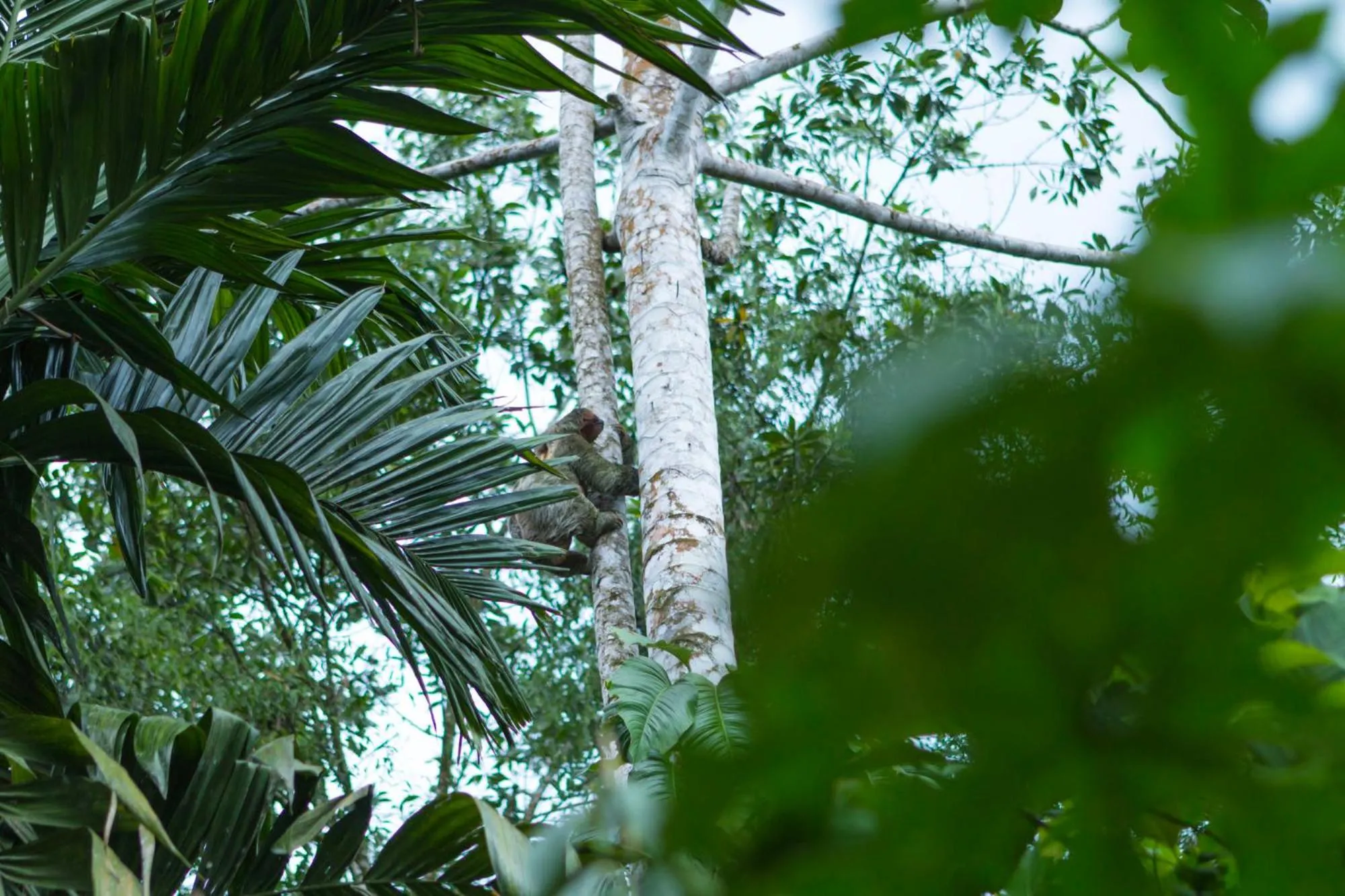 Day in Ara Ambigua Lodge