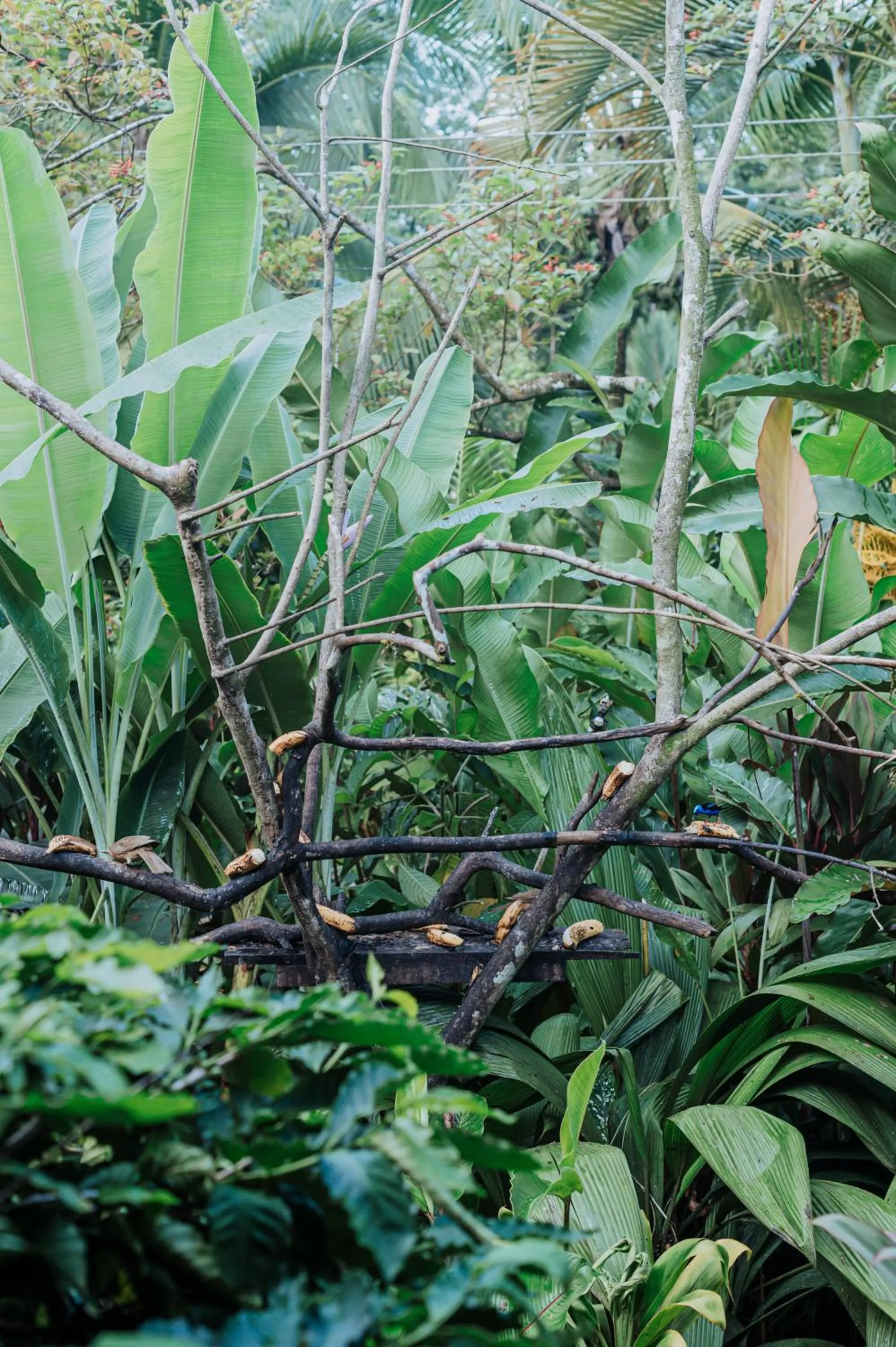 Garden in Ara Ambigua Lodge