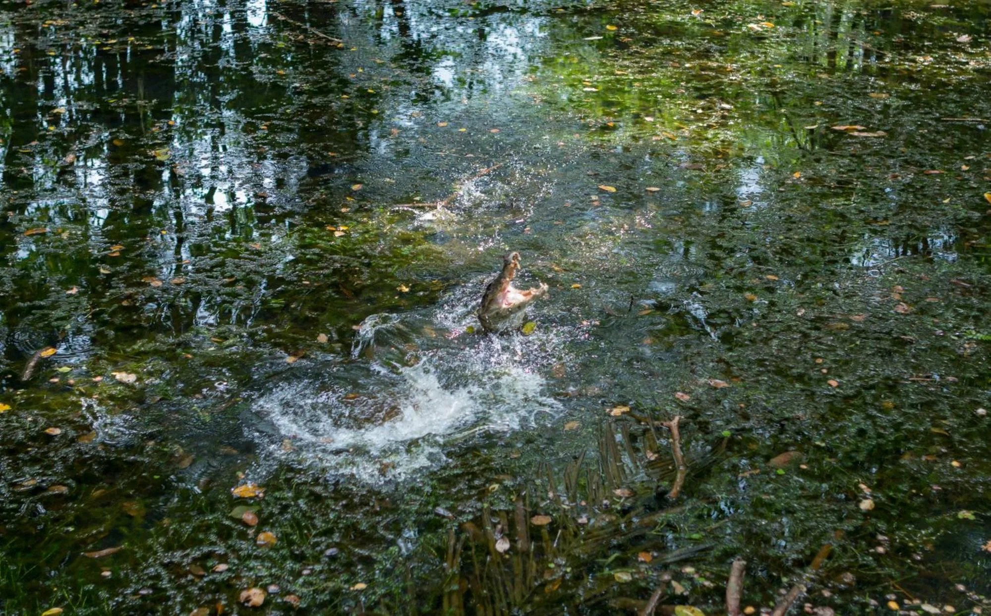 Natural landscape in Ara Ambigua Lodge