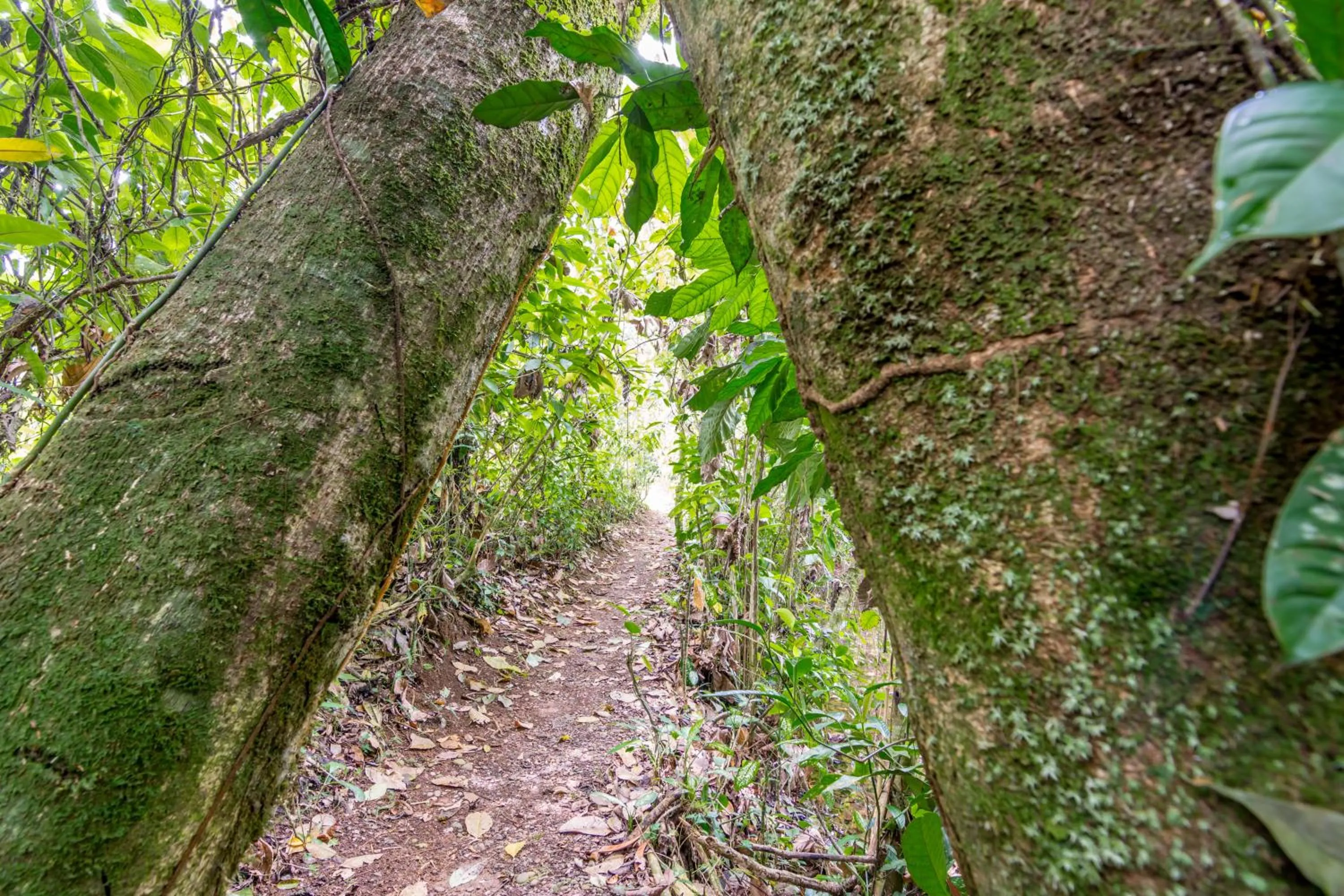 Natural landscape in Ara Ambigua Lodge