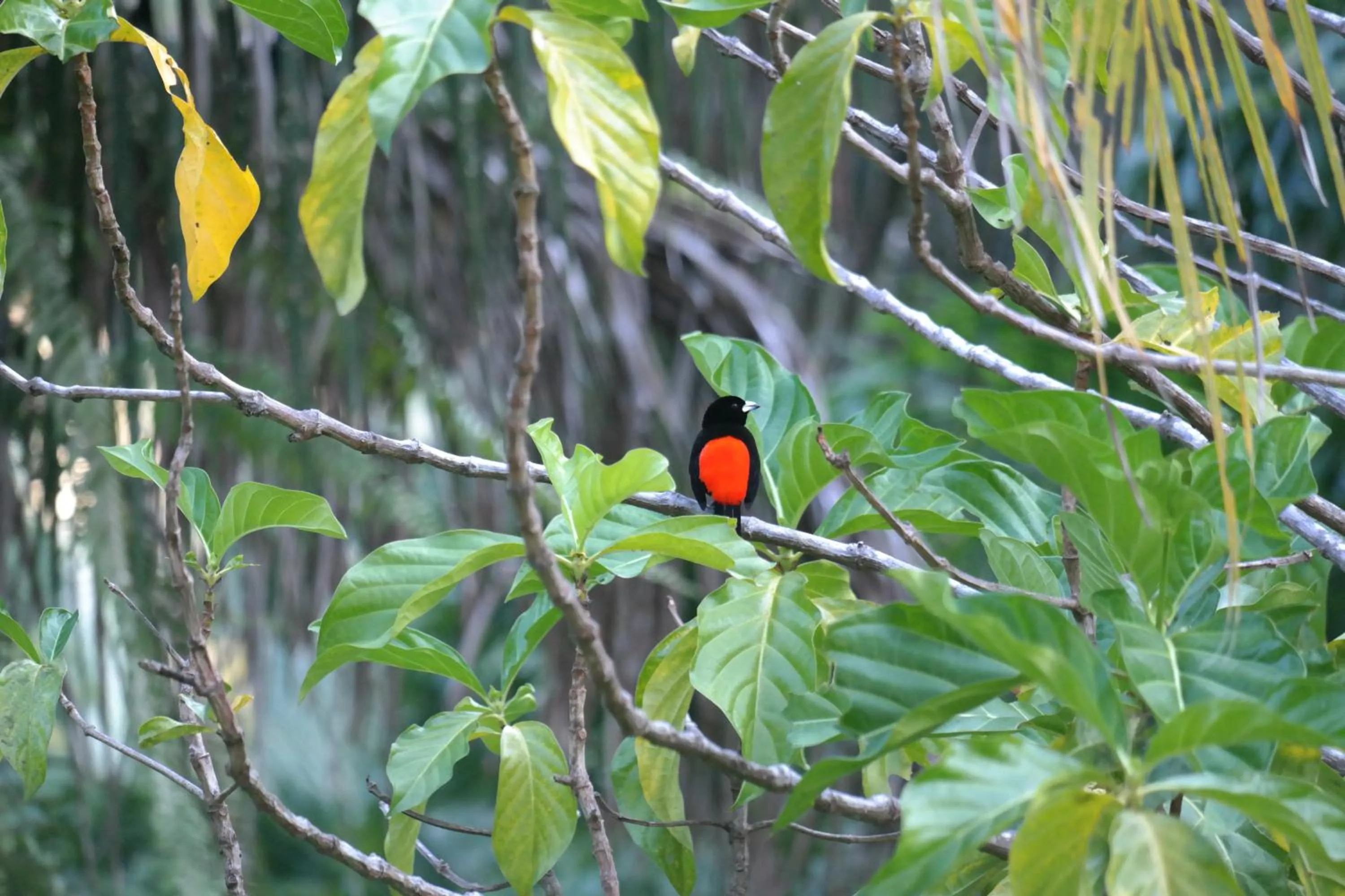 Natural landscape in Ranchos Remo Lodge