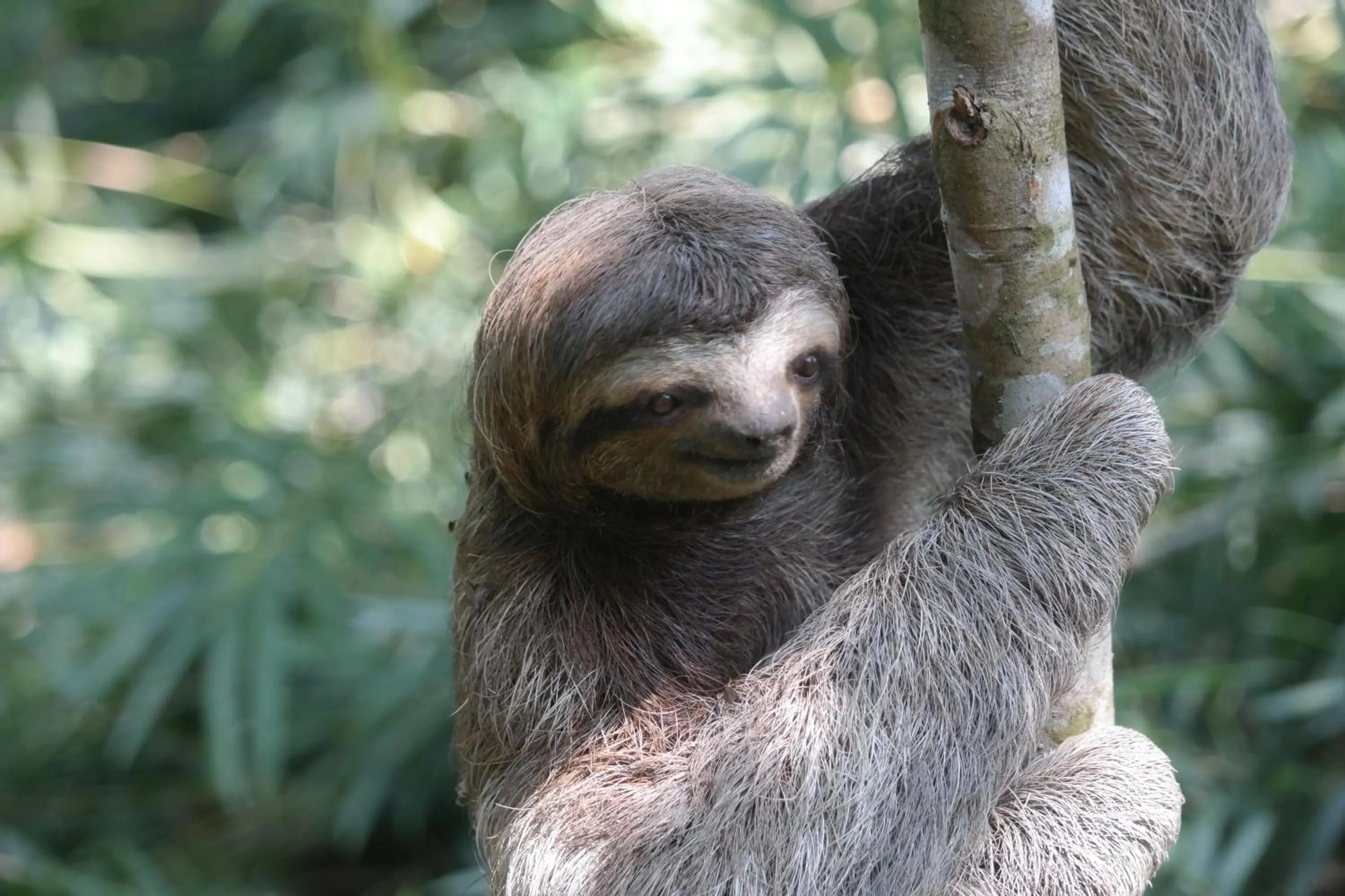 Animals in Ranchos Remo Lodge