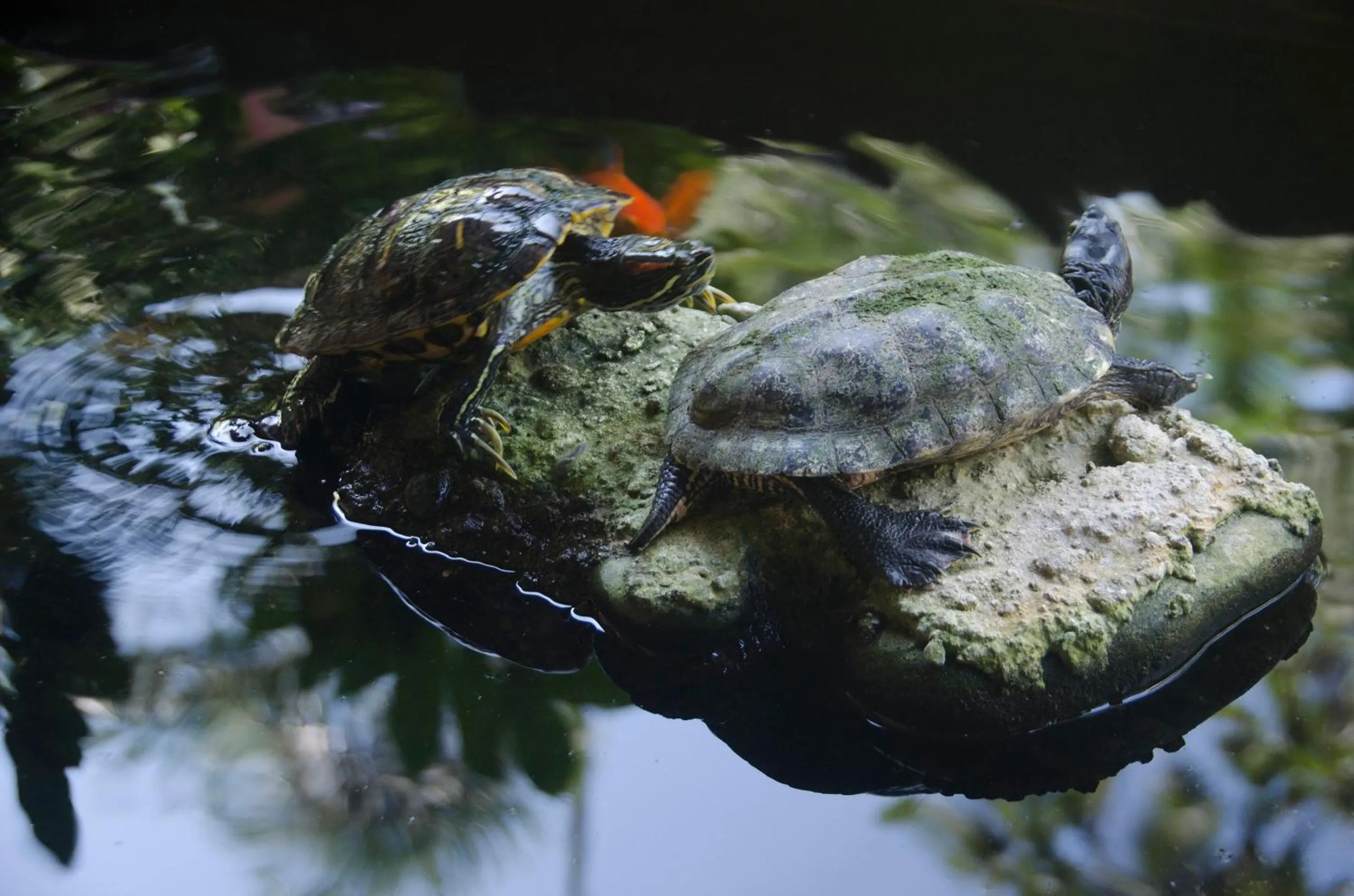 Animals in Hotel Banana Azul - Adults Only