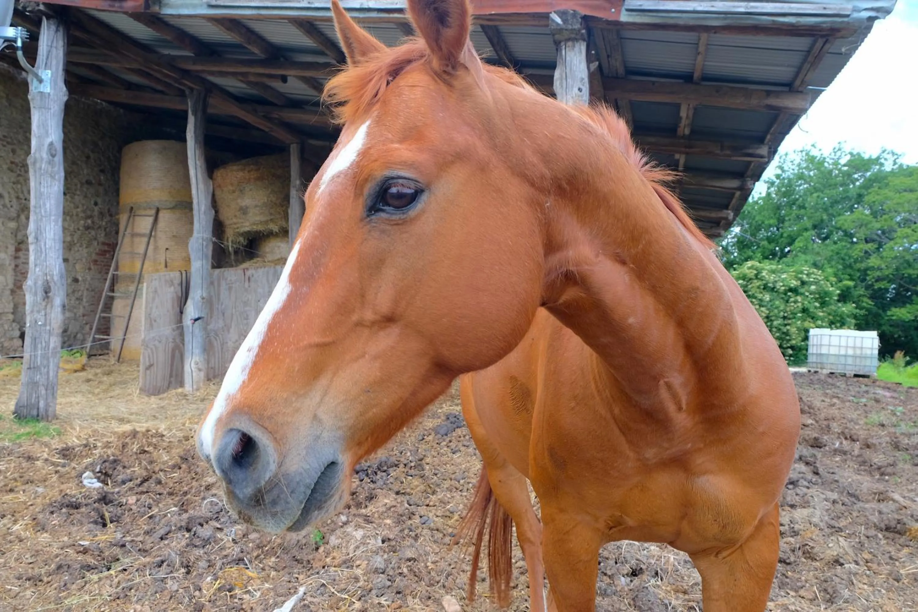Animals in B&B Parco dei cavalli