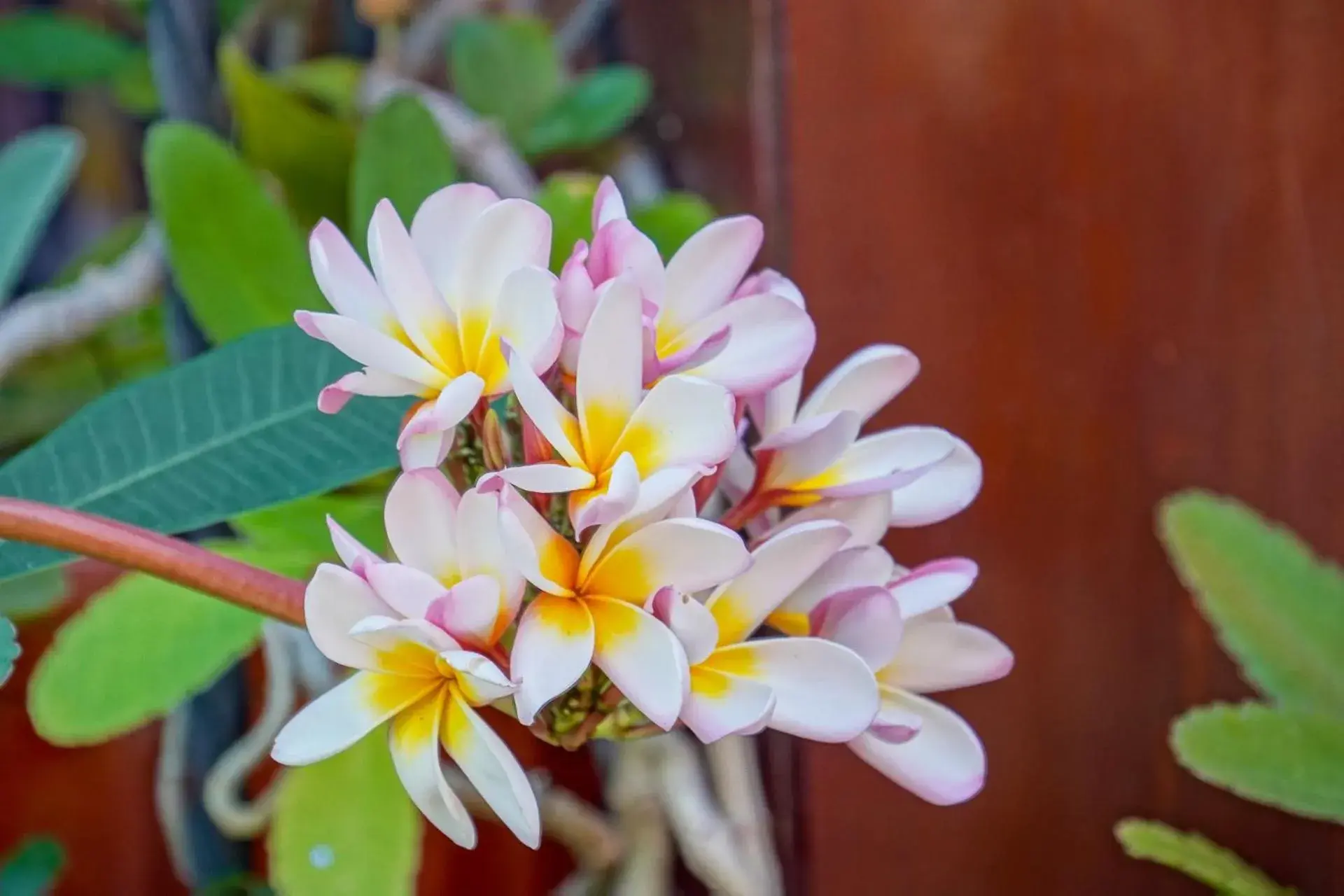 Garden view in Conchal Hotel Garden view in Conchal Hotel