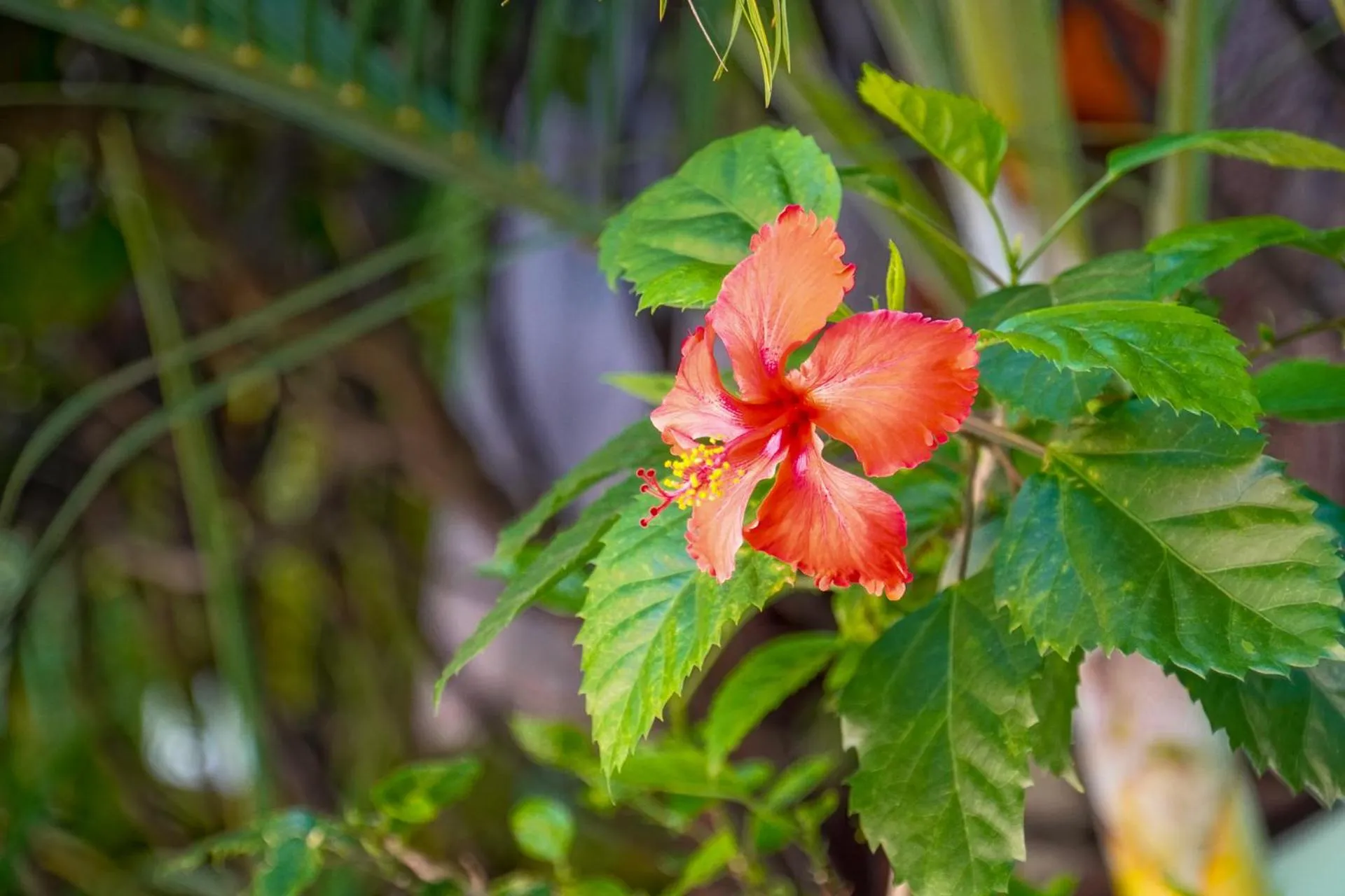 Day in Conchal Hotel