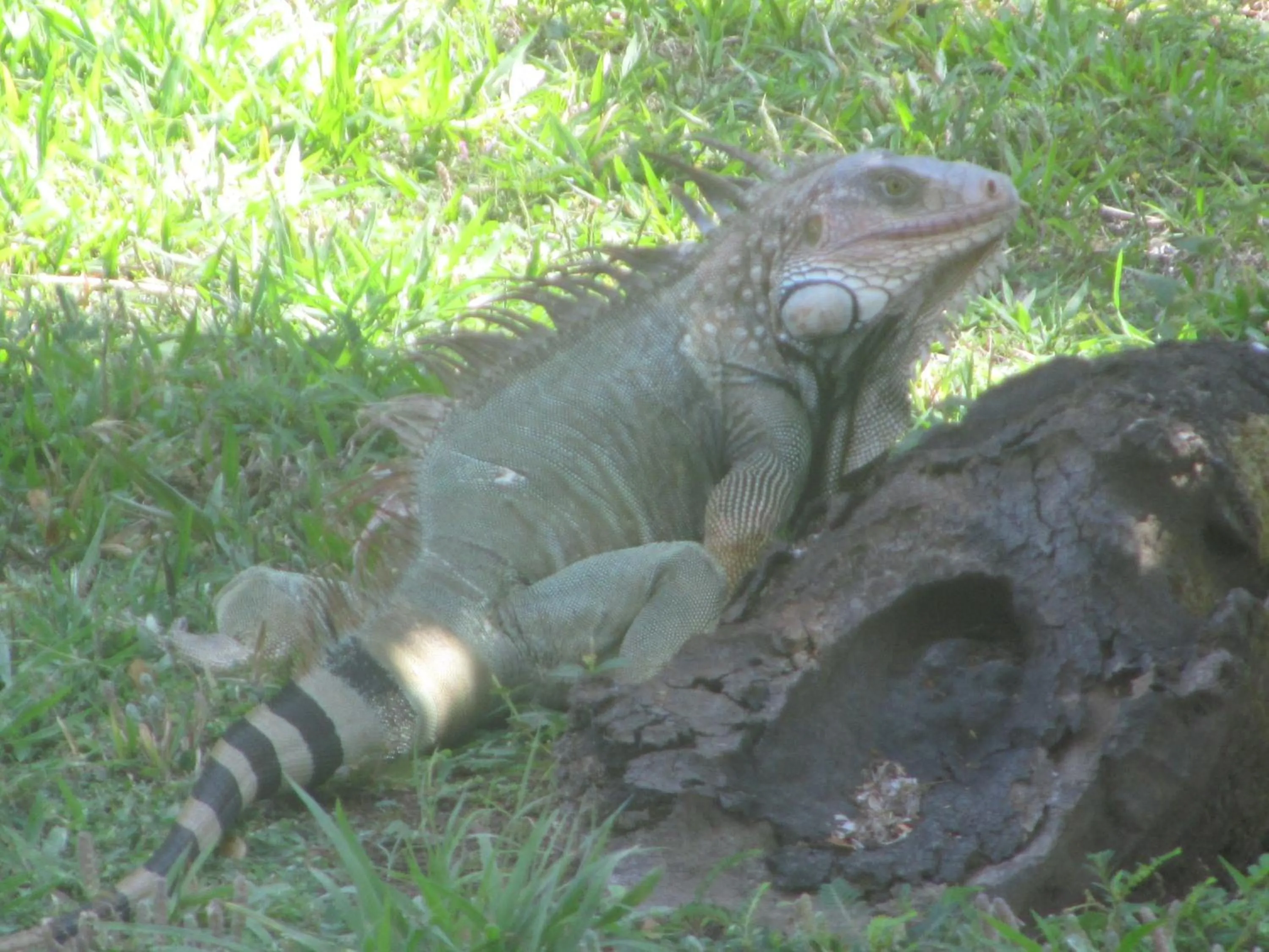 Animals in spirit of jungle lodge