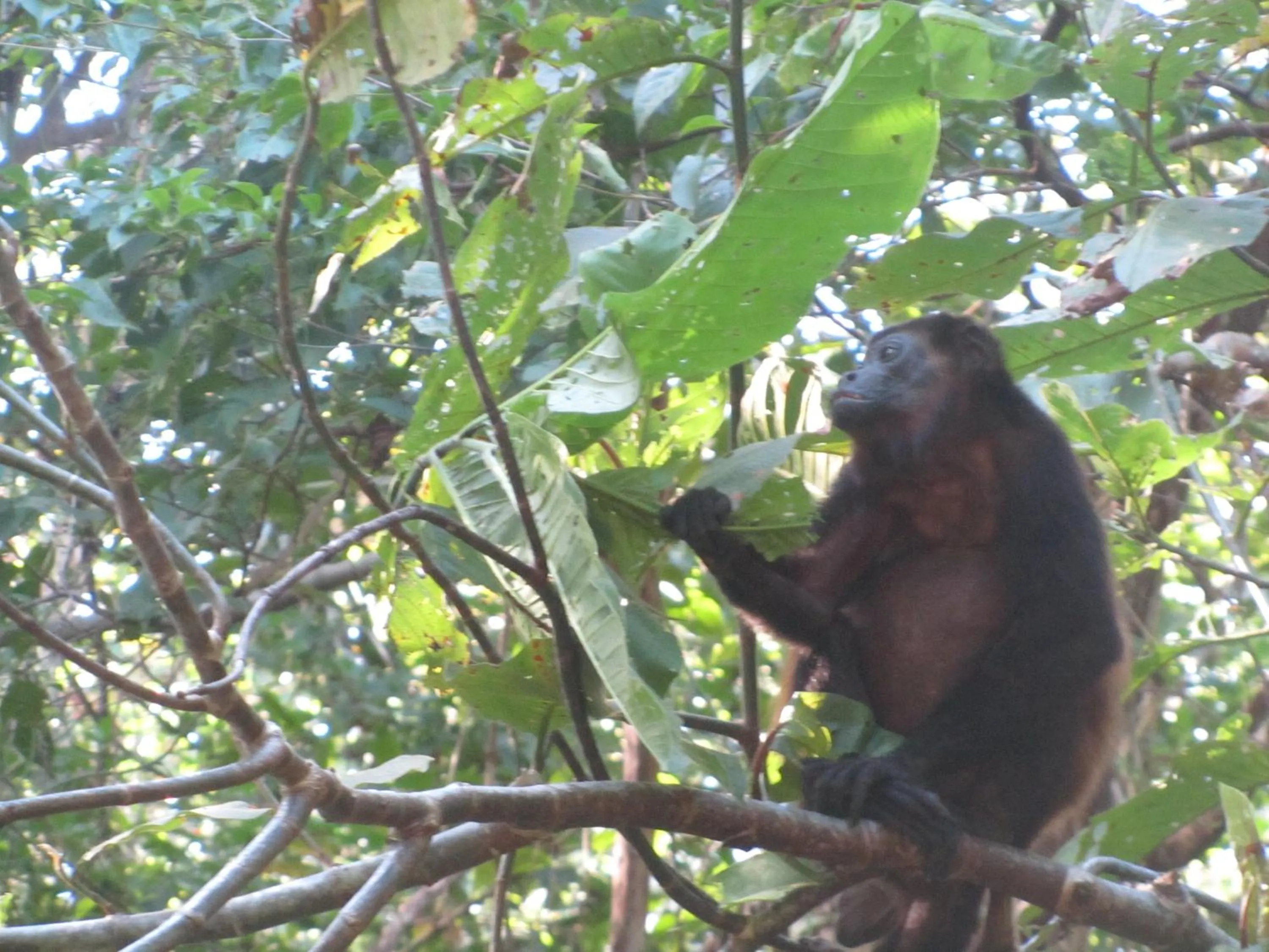 Animals in spirit of jungle lodge